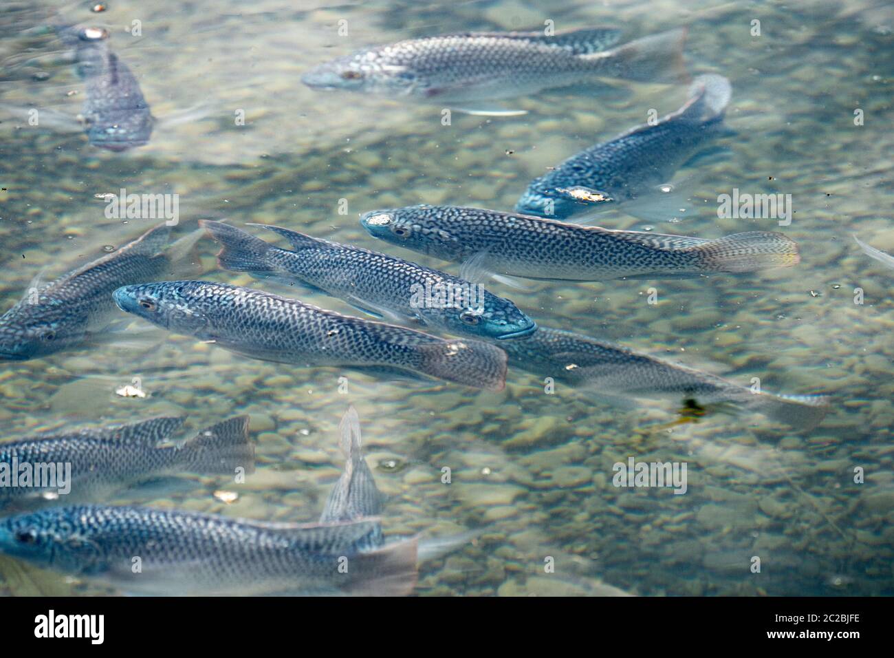 Shoal of blue tilapia (Oreochromis aureus). The blue tilapia is a