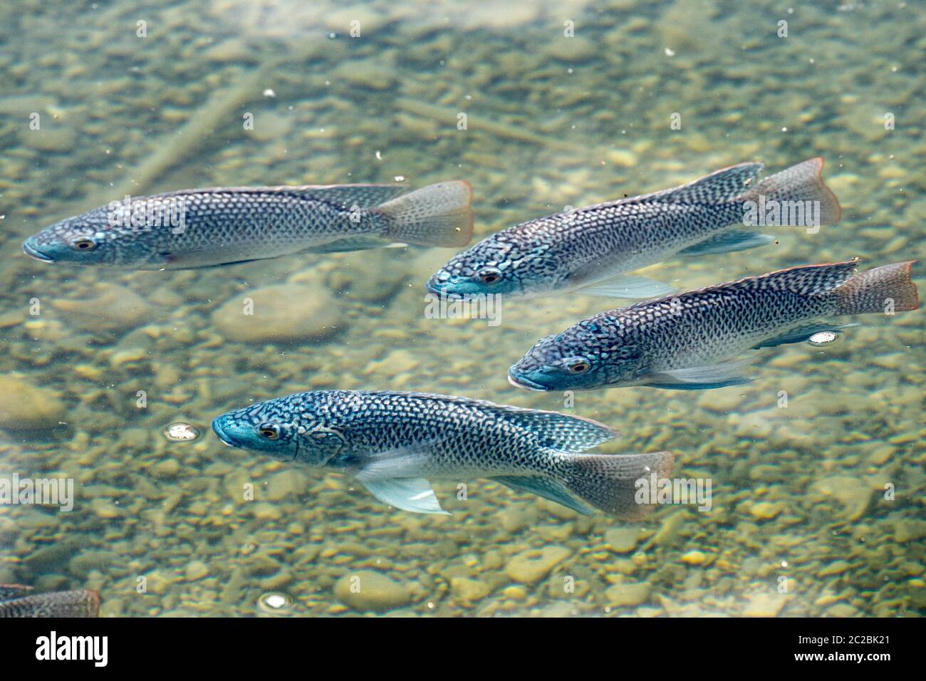 Shoal of blue tilapia (Oreochromis aureus). The blue tilapia is a