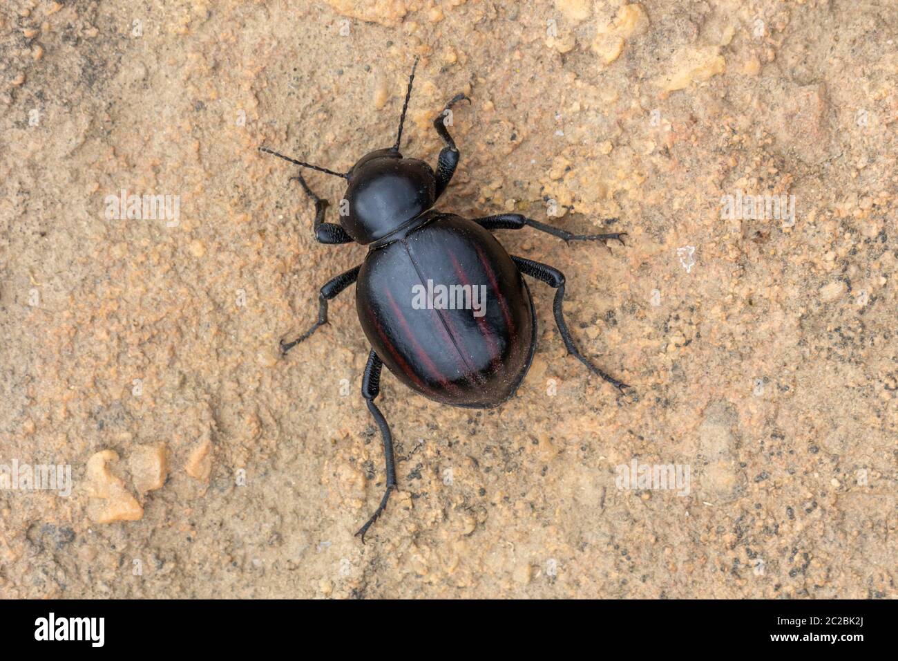 Dung Beetle close to Nieuwoudtville, Northern Cape, South Africa Stock Photo