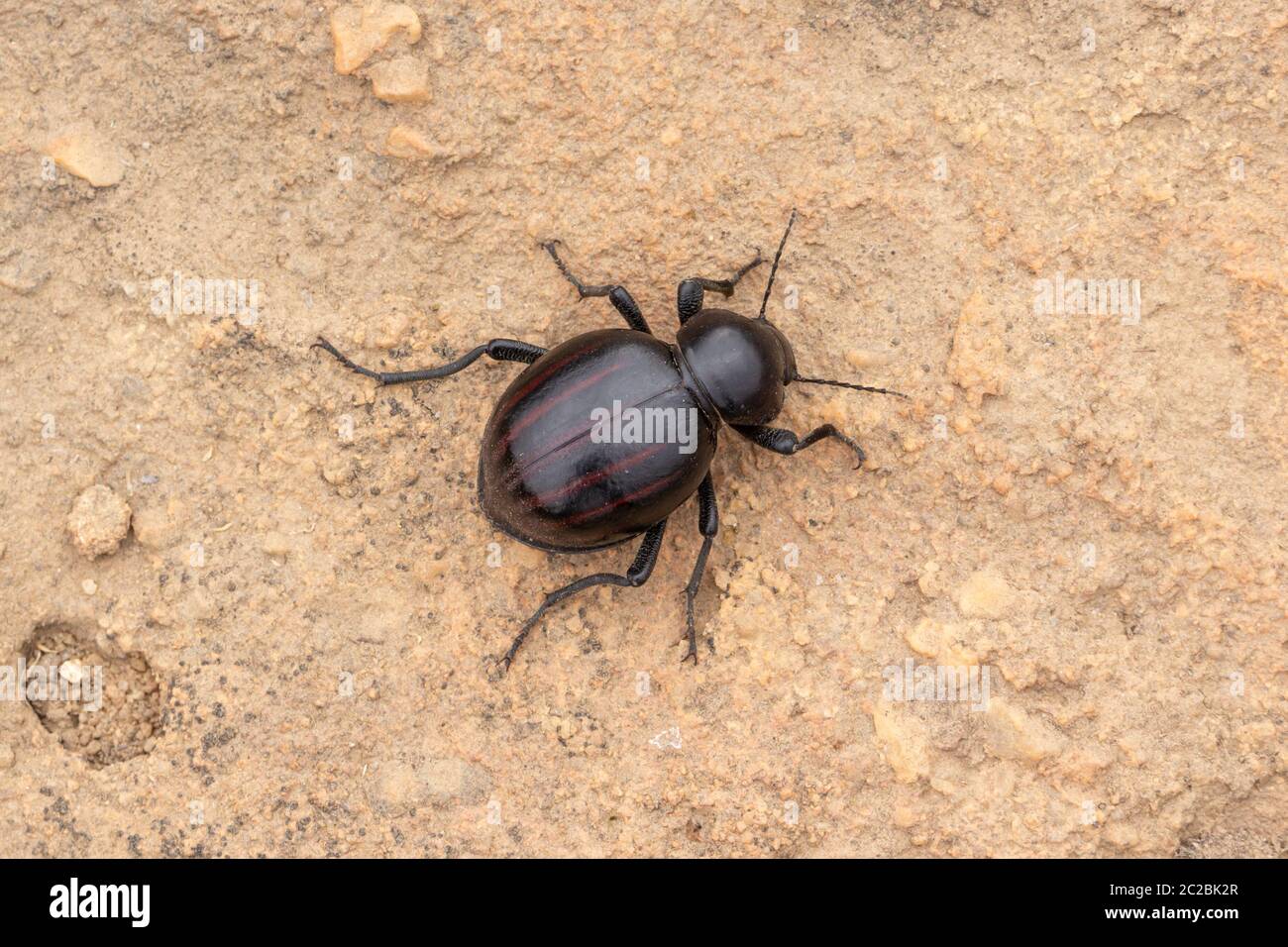 Dung Beetle close to Nieuwoudtville, Northern Cape, South Africa Stock Photo