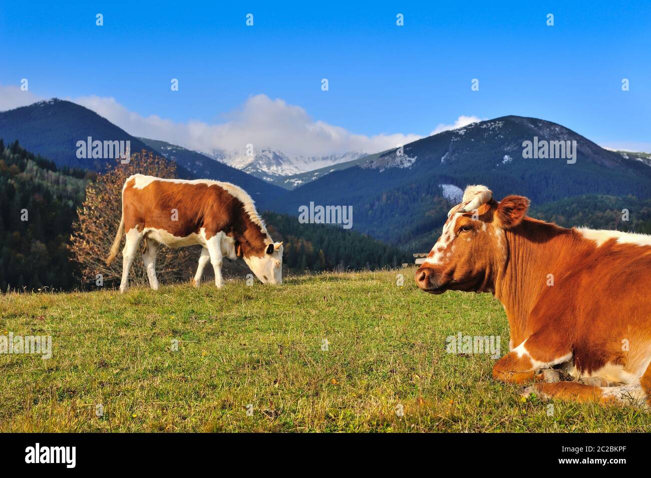 Brown cows with a white pattern on a mountain pasture on the background ...