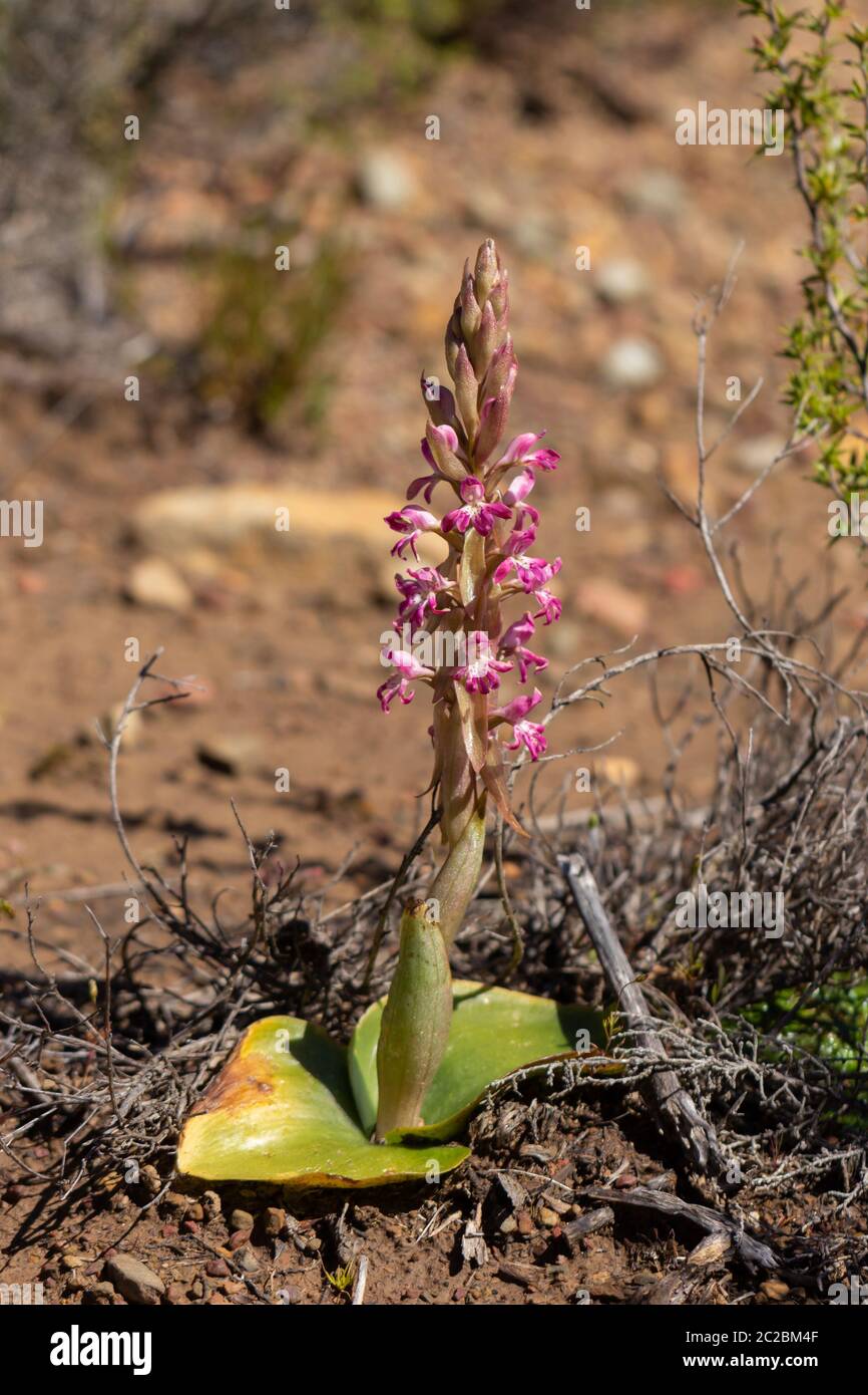 Satyrium sp. close to Prince Alfred Hamlet, Western Cape, South Africa Stock Photo