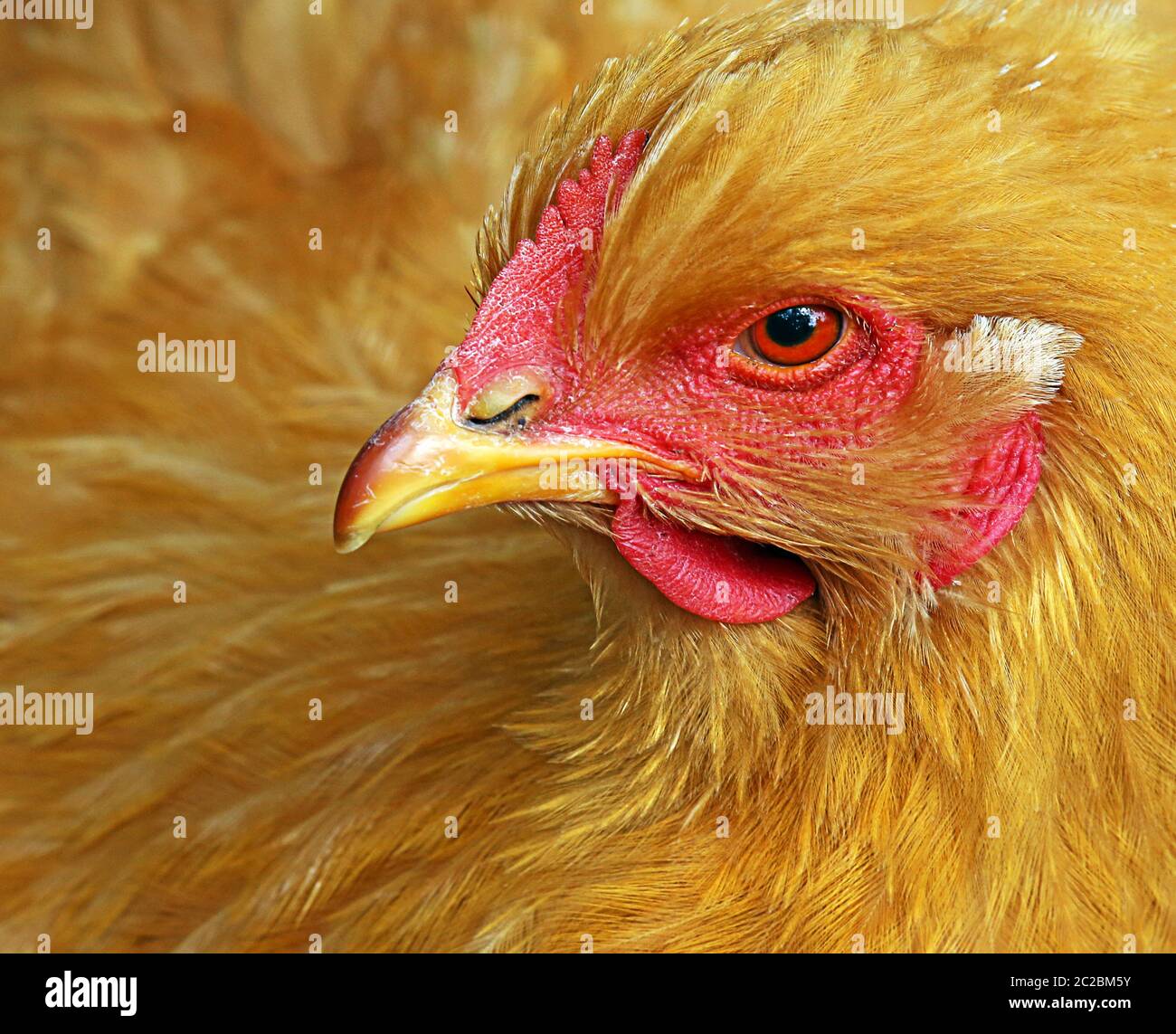 Portrait Cochin House Chicken Stock Photo