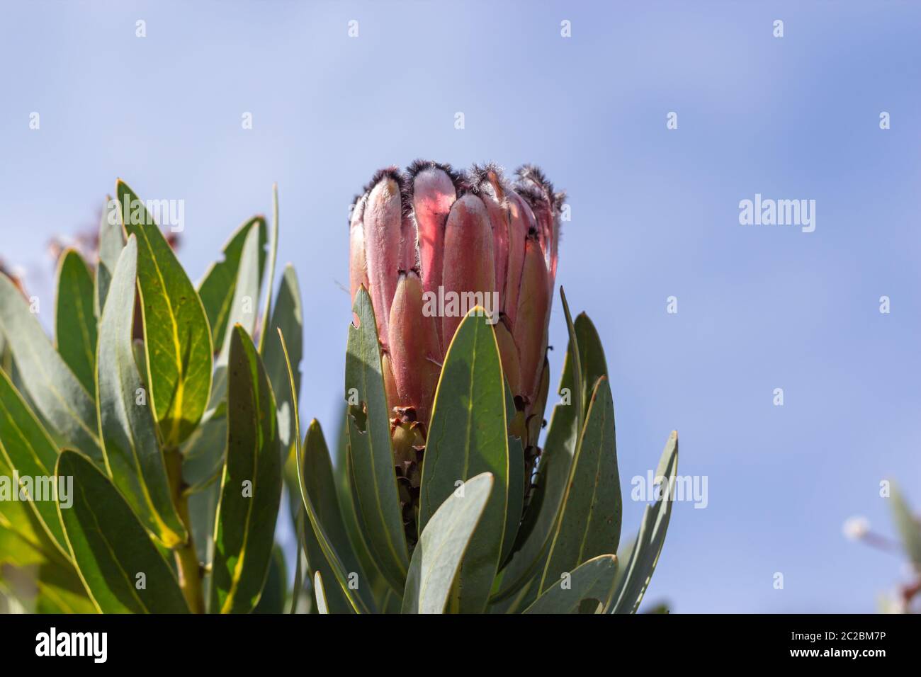 Protea sp. on Bain's Kloof Pass, Wellington, Western Cape, South Africa Stock Photo