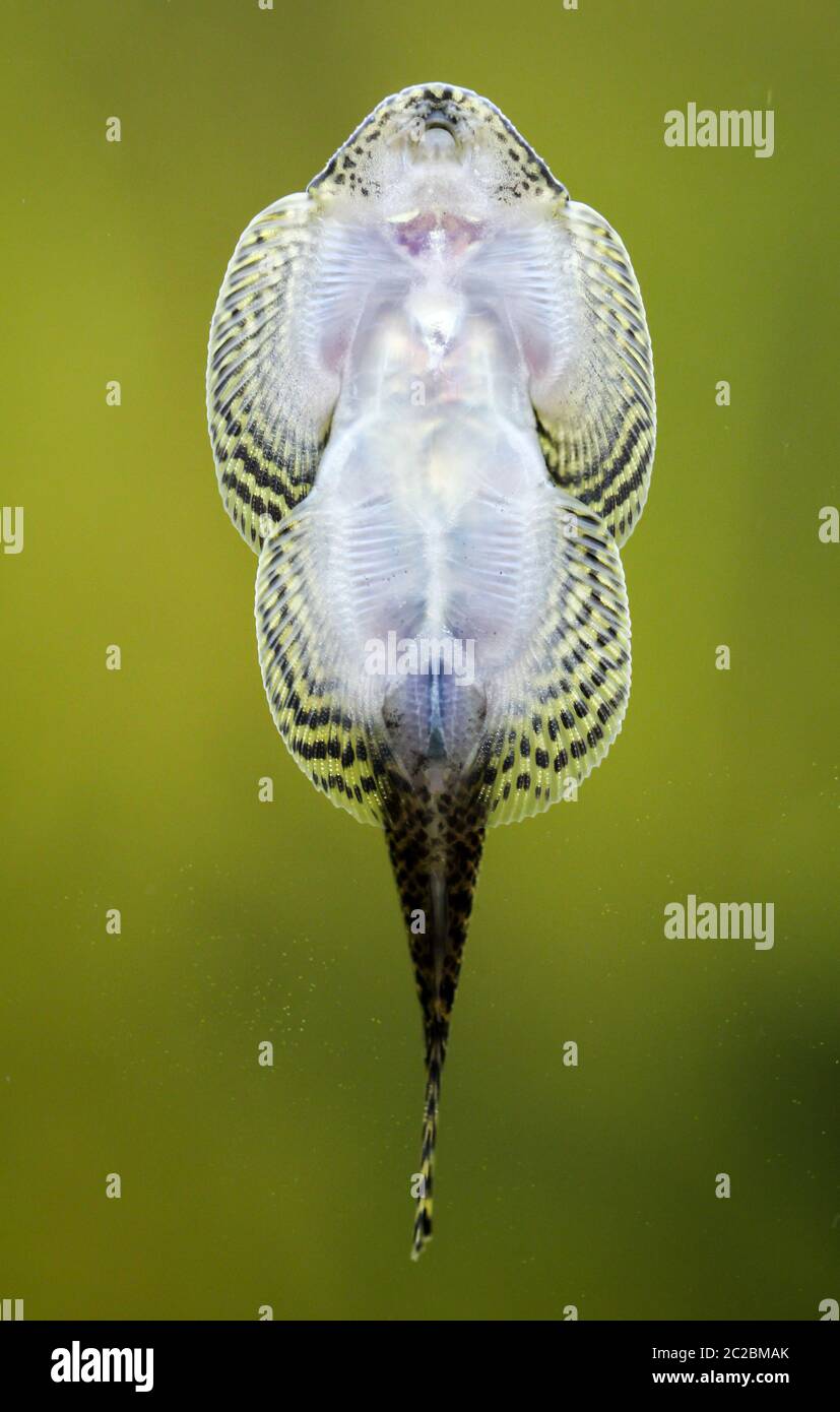 Freshwater batfish for best sale sale