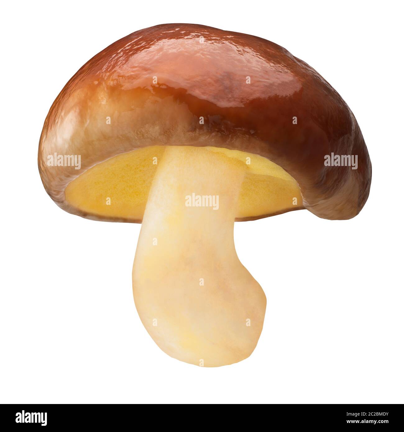 Slippery Jack mushroom (Suillus luteus fruit body) whole fungus, isolated Stock Photo Alamy