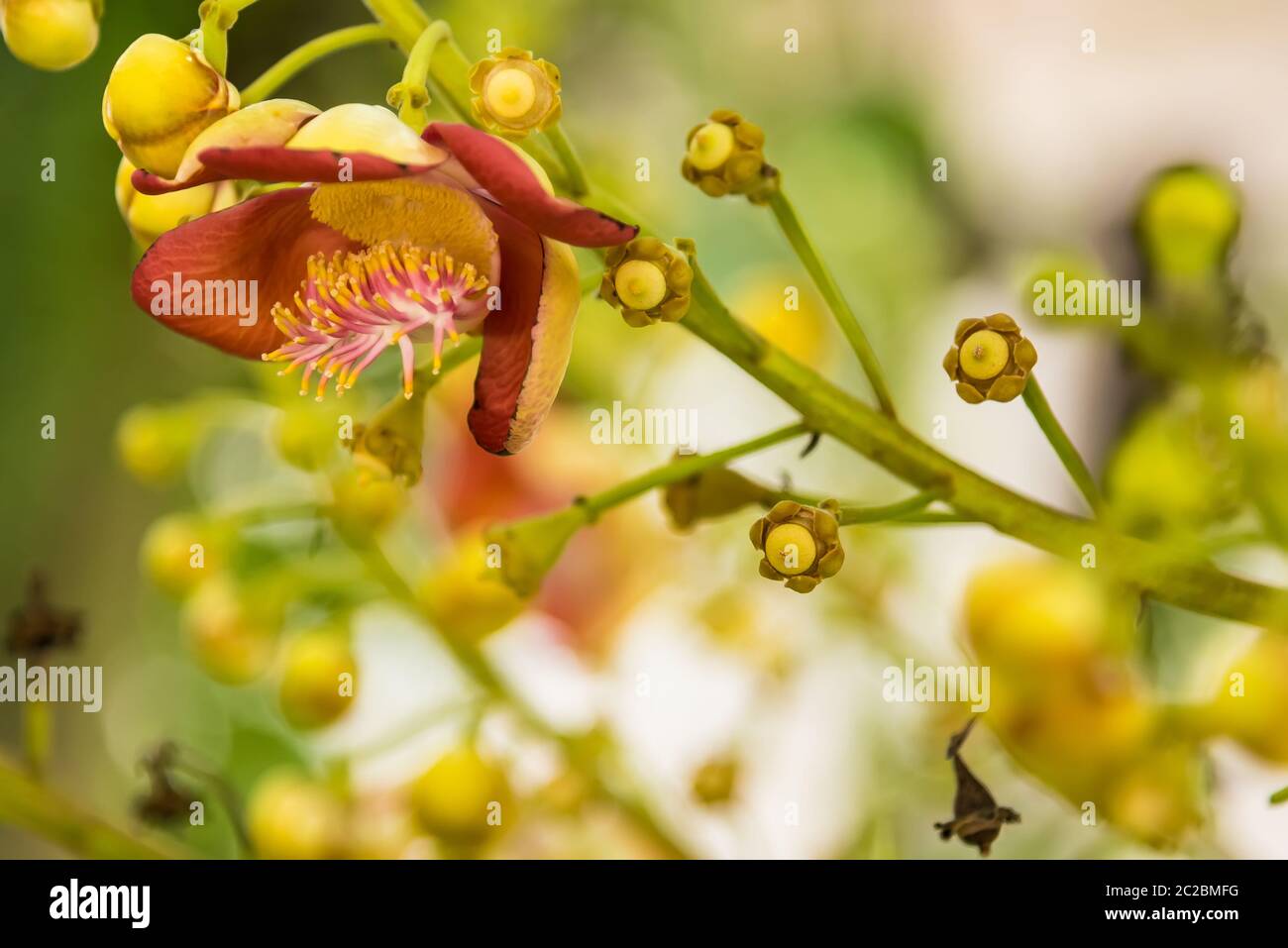 shorea robusta flowers also know as Sakhua or Shala is a species of tree belongging to Dipterocarpaceae family and in Hindu tradition the tree is to b Stock Photo