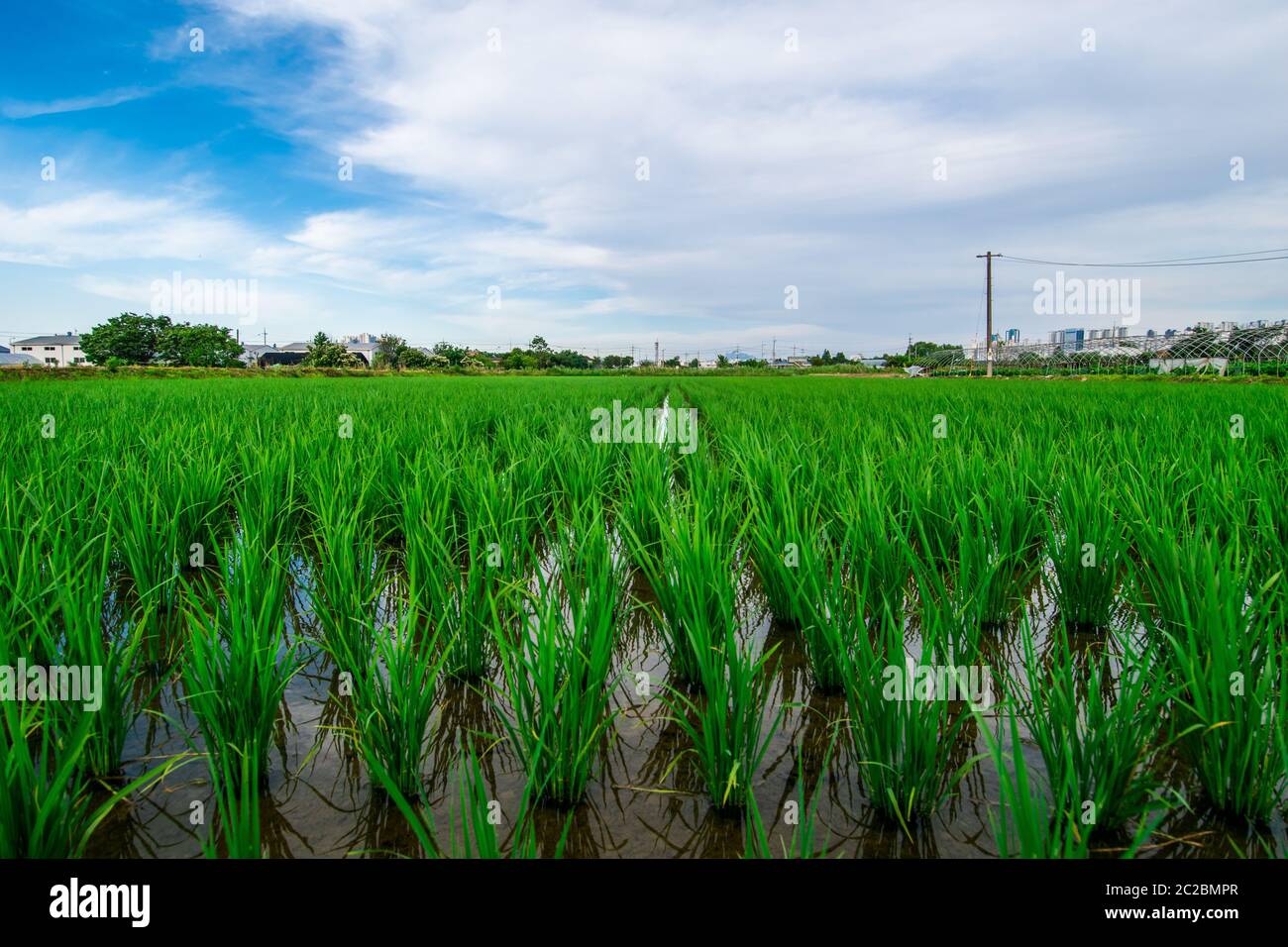 Closeup of rice field in Goyang, Korea Stock Photo