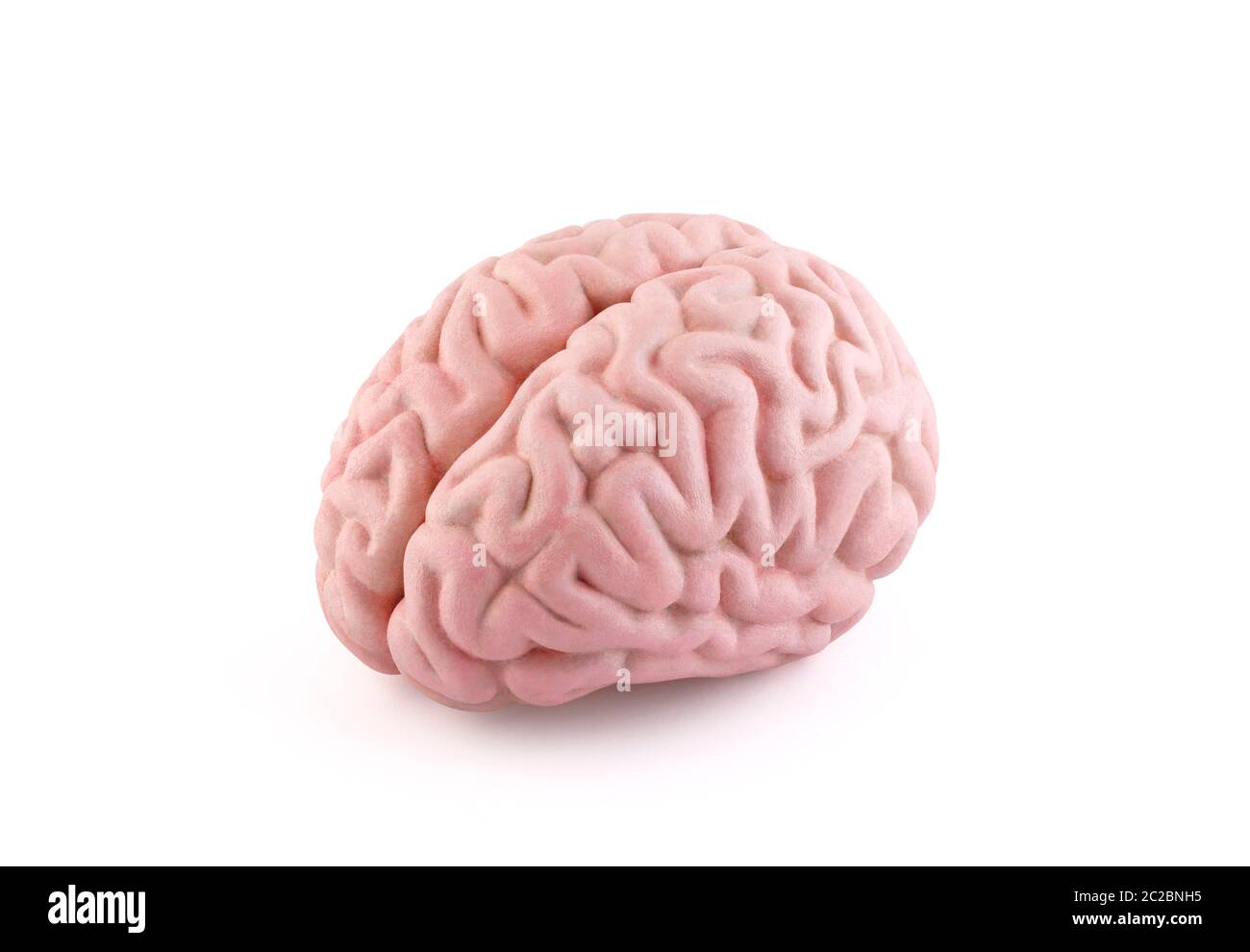 Human brain model isolated on white background with clipping path Stock Photo