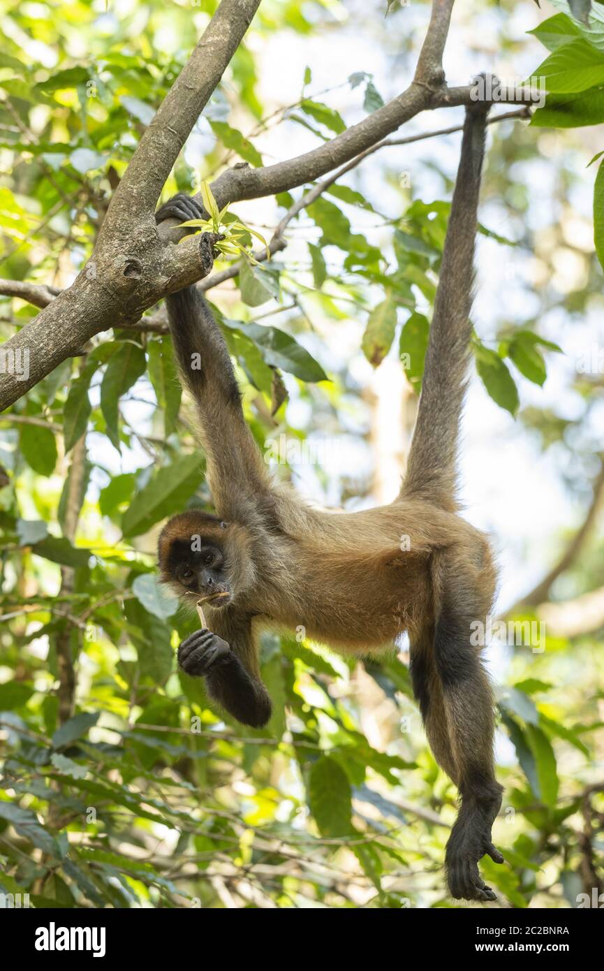 Central American Spider Monkey, Ateles geoffroyi, Cebidae, Costa Rica
