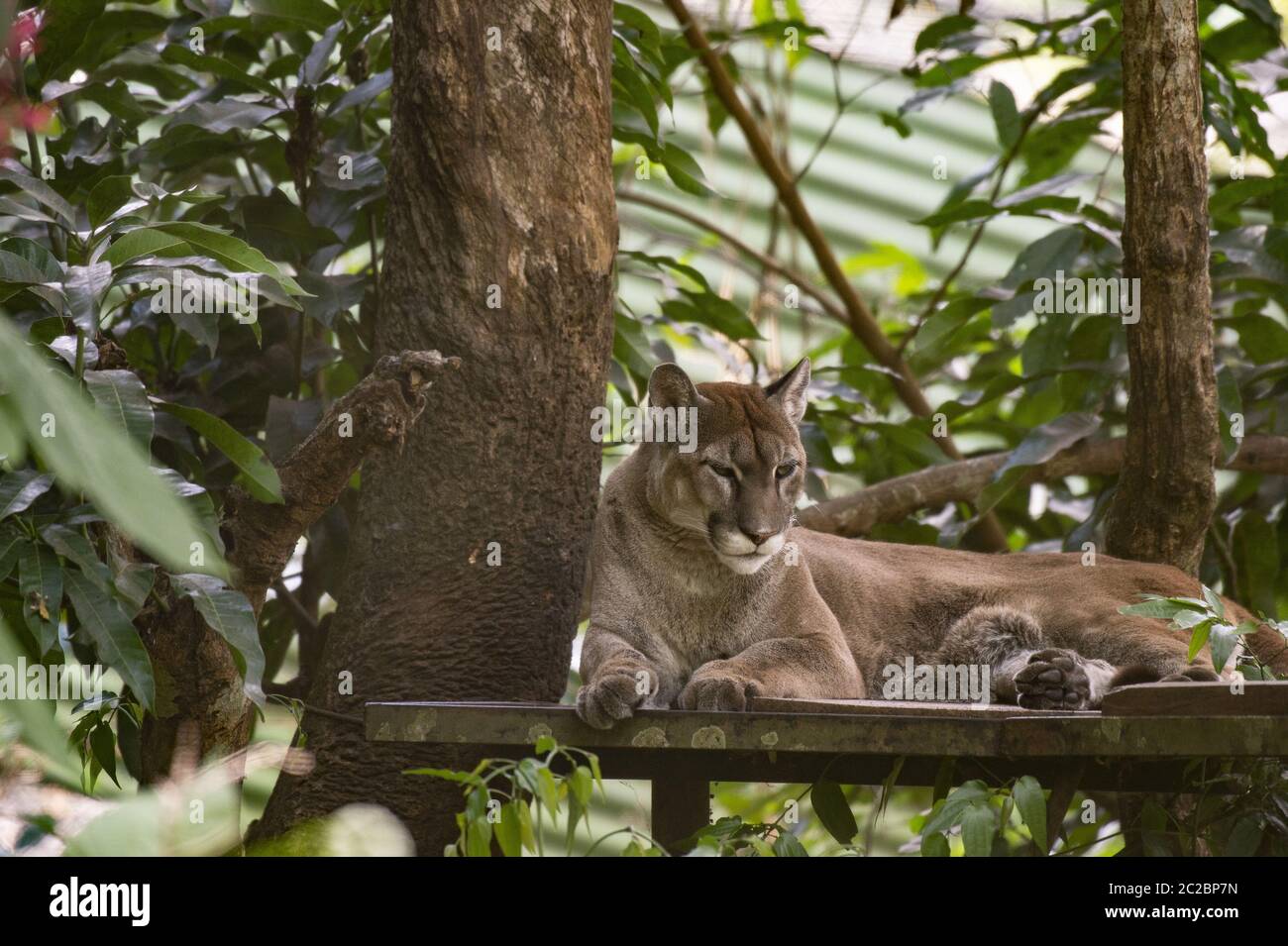 Puma, Coguar, Puma concolor, Felinae, Costa rica, Centroamerica Stock Photo