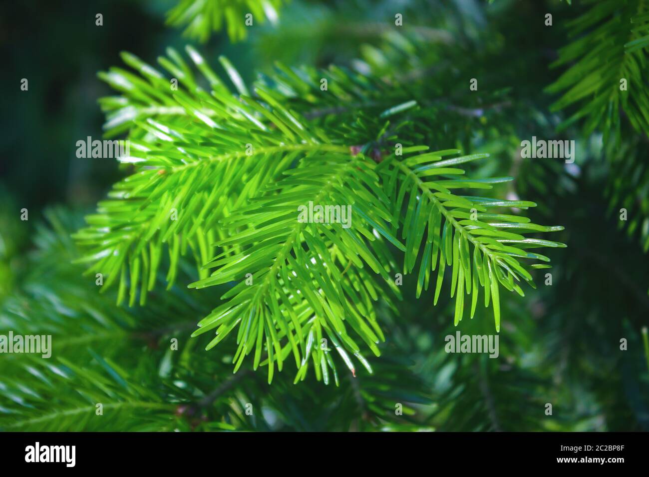 Bright green young spruce branches close-up, selective focuse. Beautiful lush branches of spruce with needles. Stock Photo