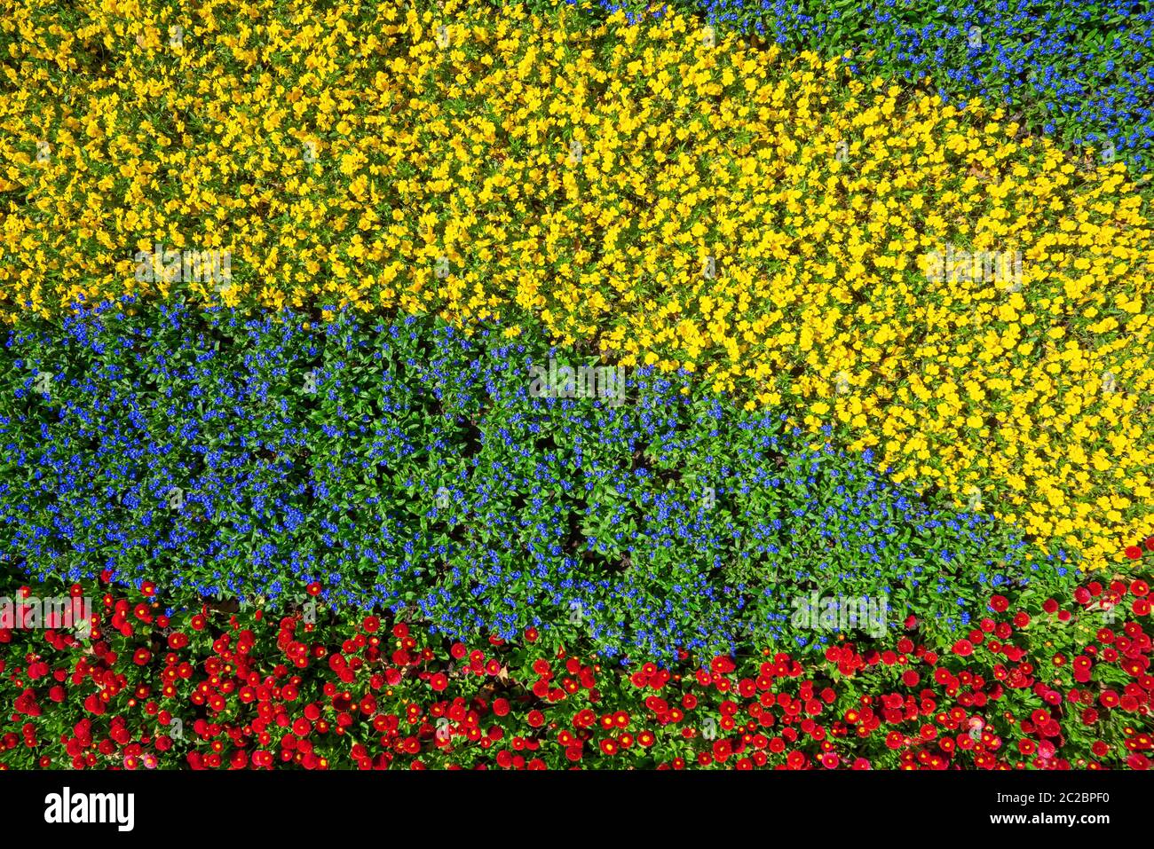 Flowerbeds Blue & Yellow Flowerbeds Blue & Yellow
