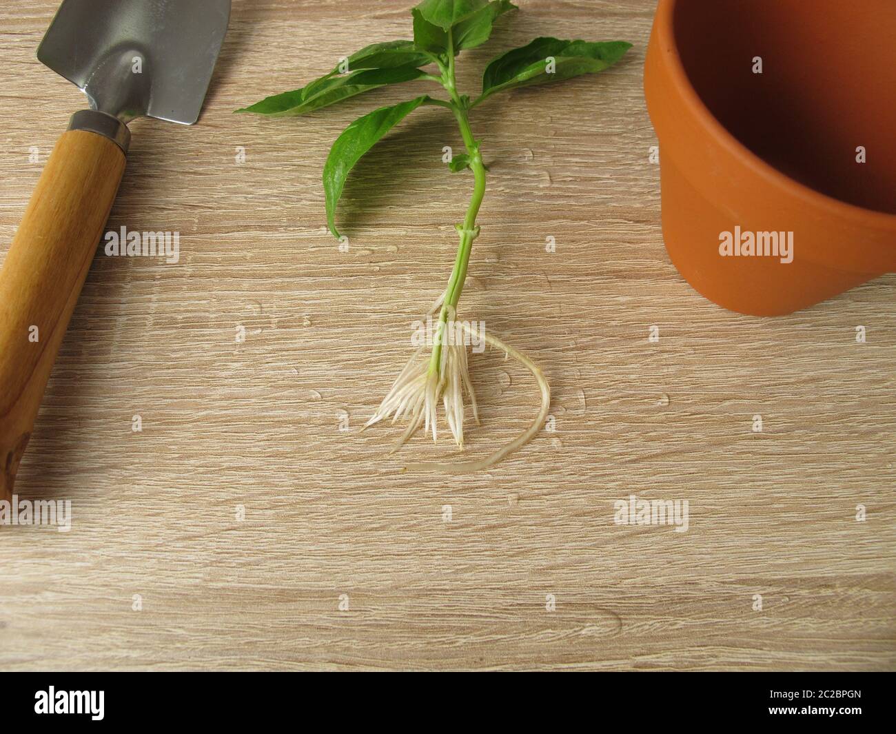 Basil shoot with roots for regrow herbs Stock Photo