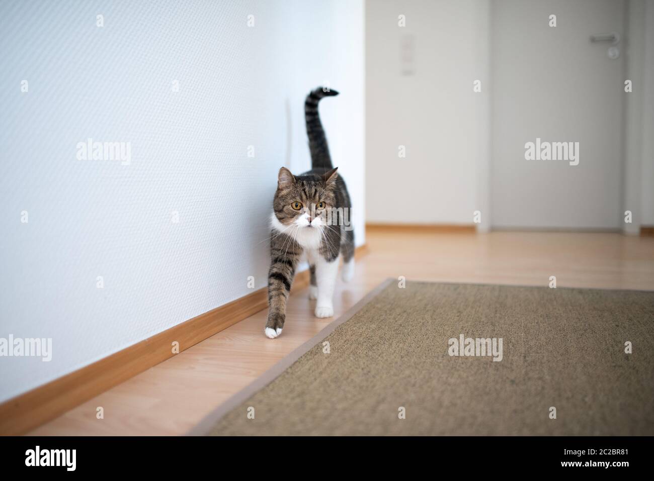 tabby white british shorthair cat walking indoors Stock Photo - Alamy