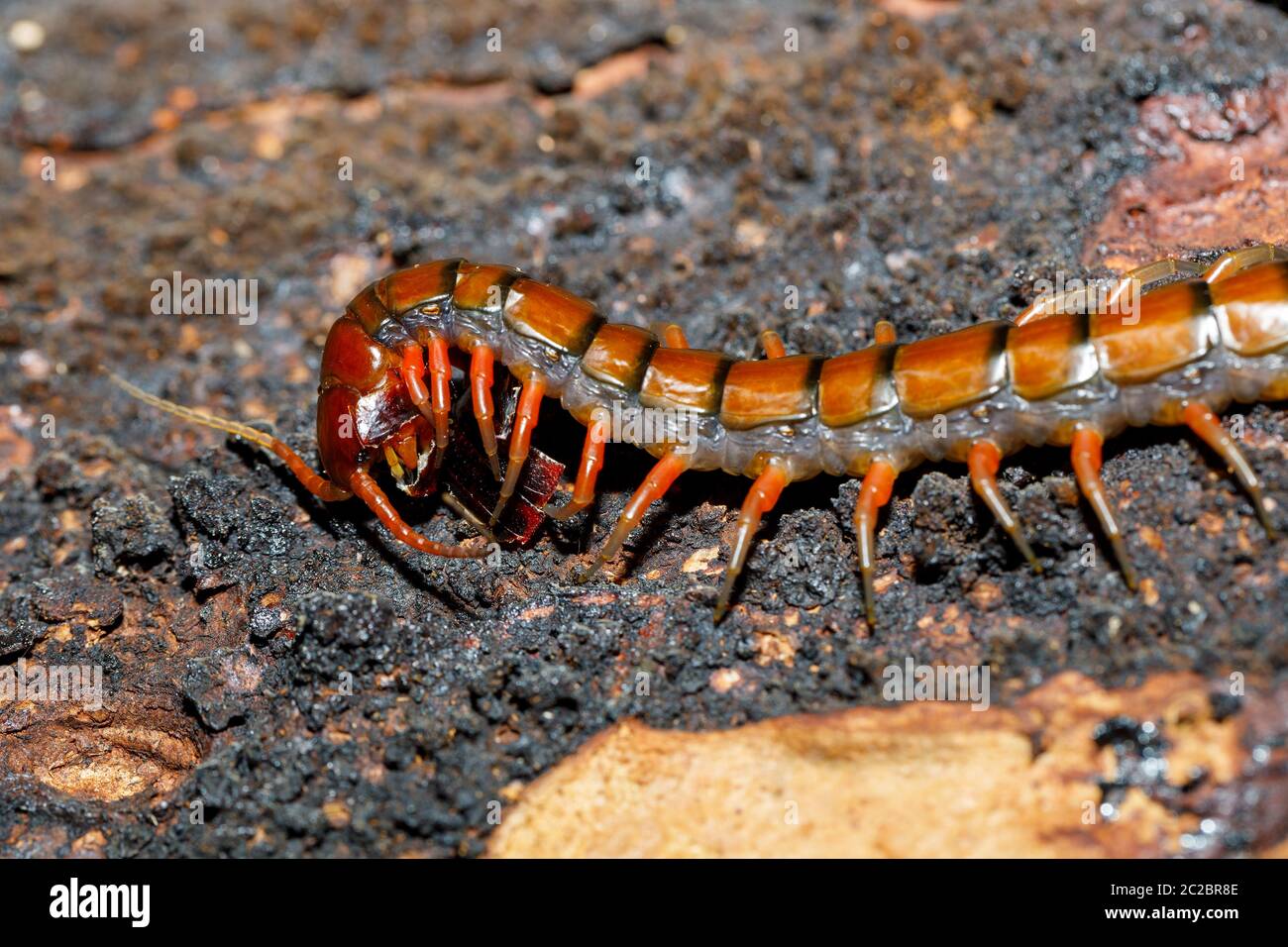 centipede, Scolopendra in tropical rainforest, Farankaraina National Park, Madagascar wildlife and wilderness Stock Photo