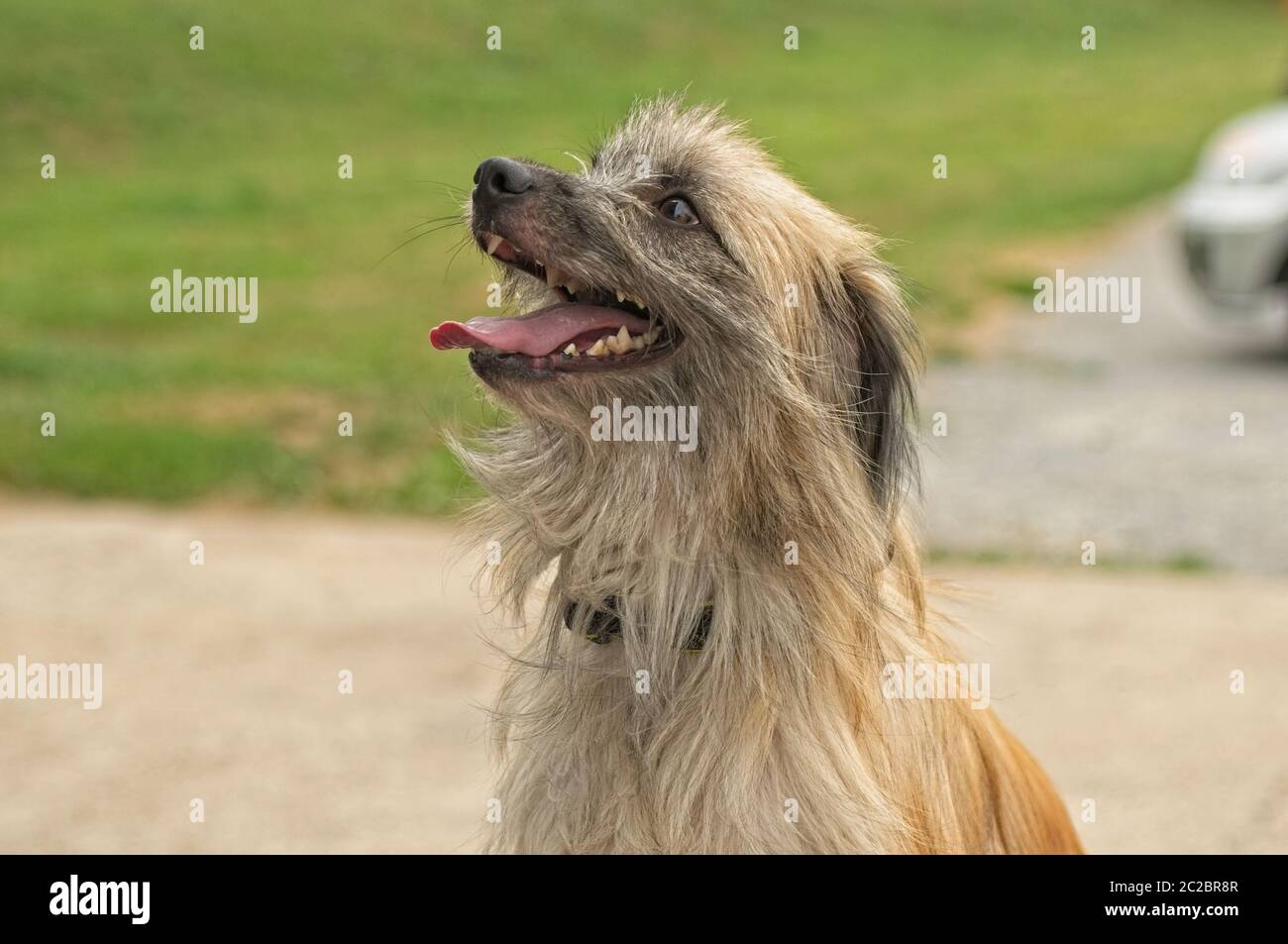 solo shot of a male pyrenean shepherd with long hair Stock Photo