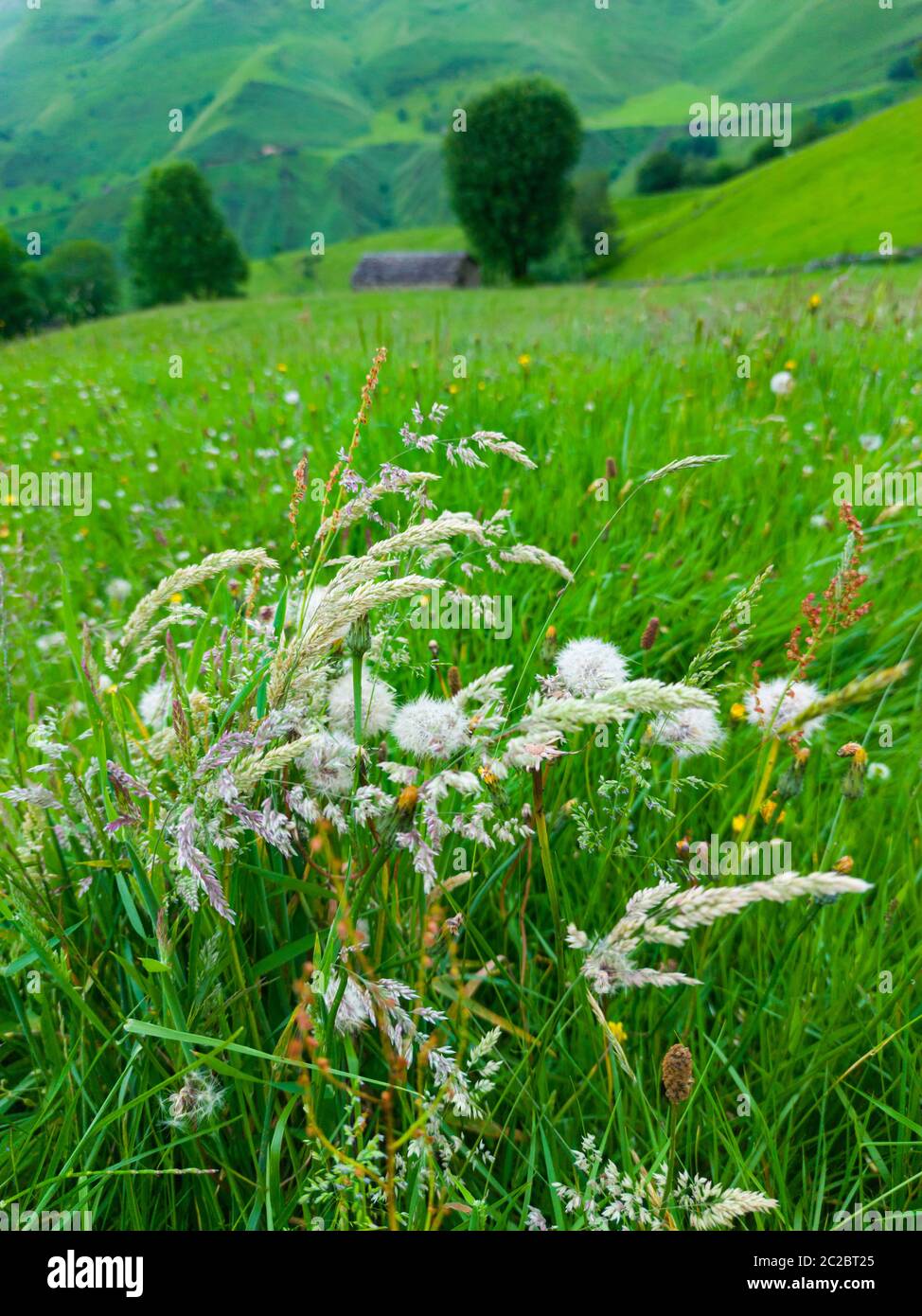 Spring landscape of pasiegas cabins and meadows in the Miera Valley in the Autonomous Community of Cantabria. Spain, Europe Stock Photo