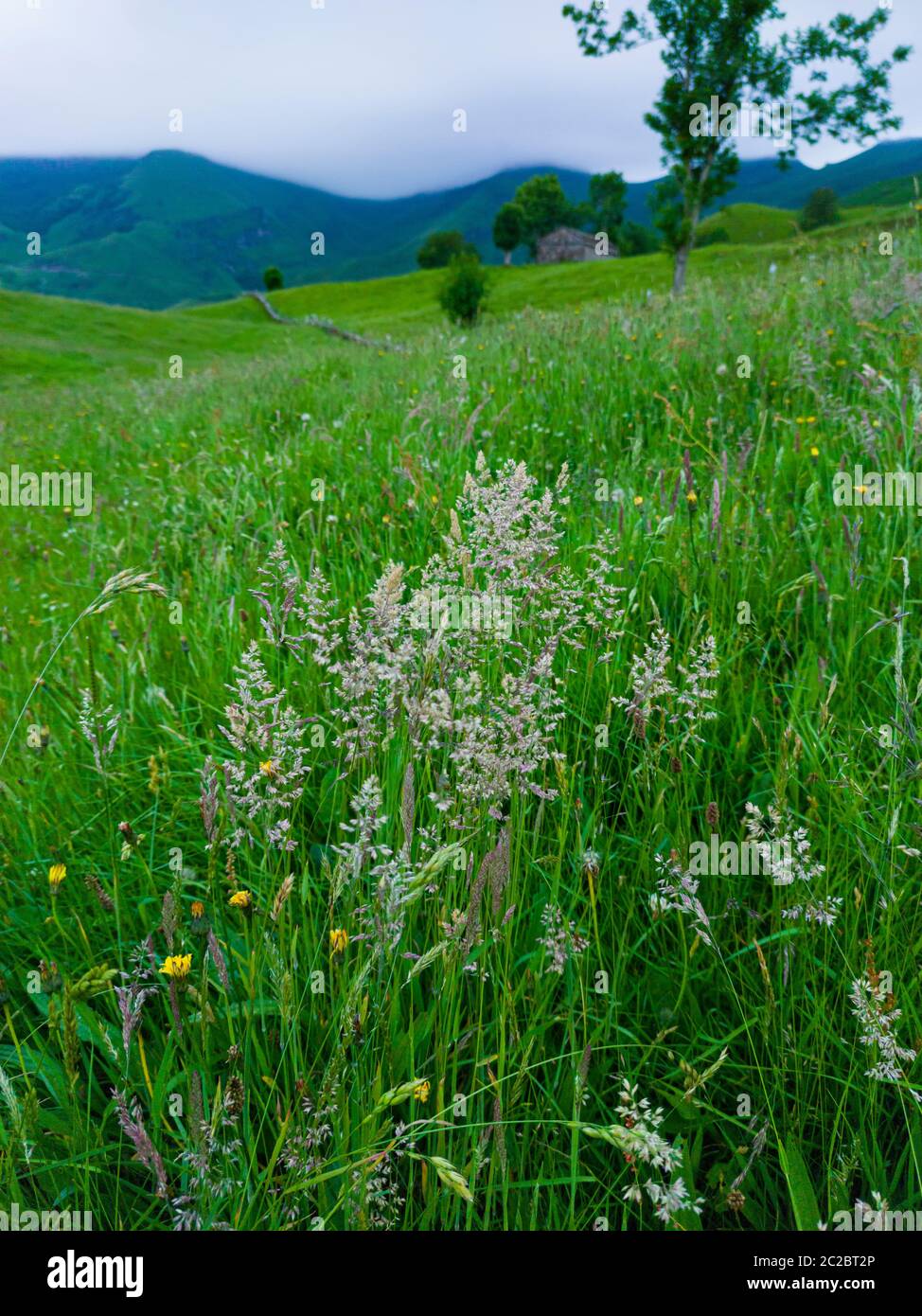 Spring landscape of pasiegas cabins and meadows in the Miera Valley in the Autonomous Community of Cantabria. Spain, Europe Stock Photo