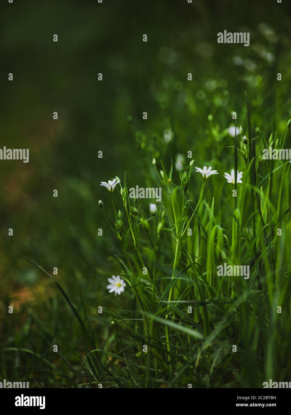 Wild small grassland flower fairy flax, Linum catharticum in the grass Stock Photo