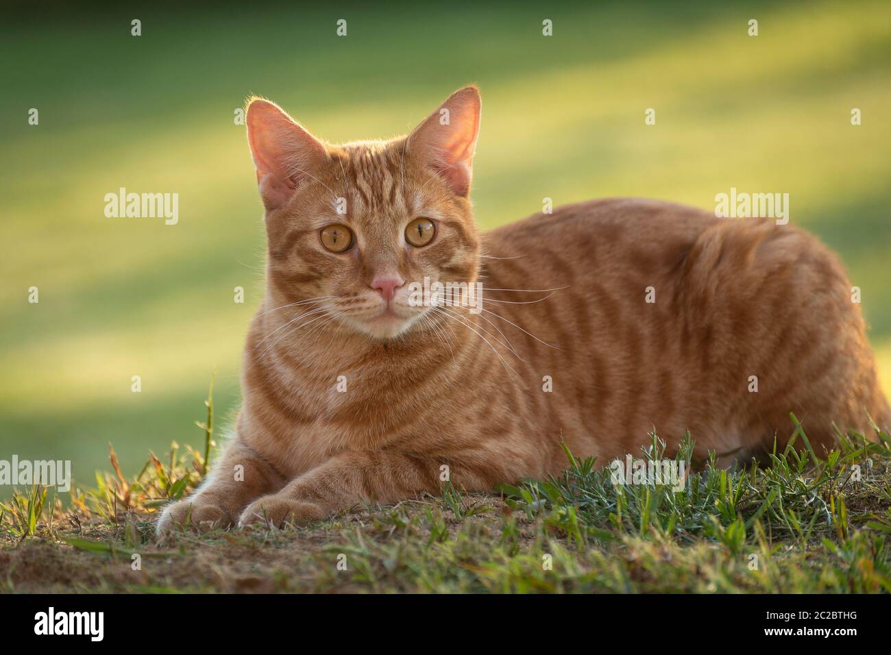 Portrait beautiful red cat lies in grass on the green background Stock Photo
