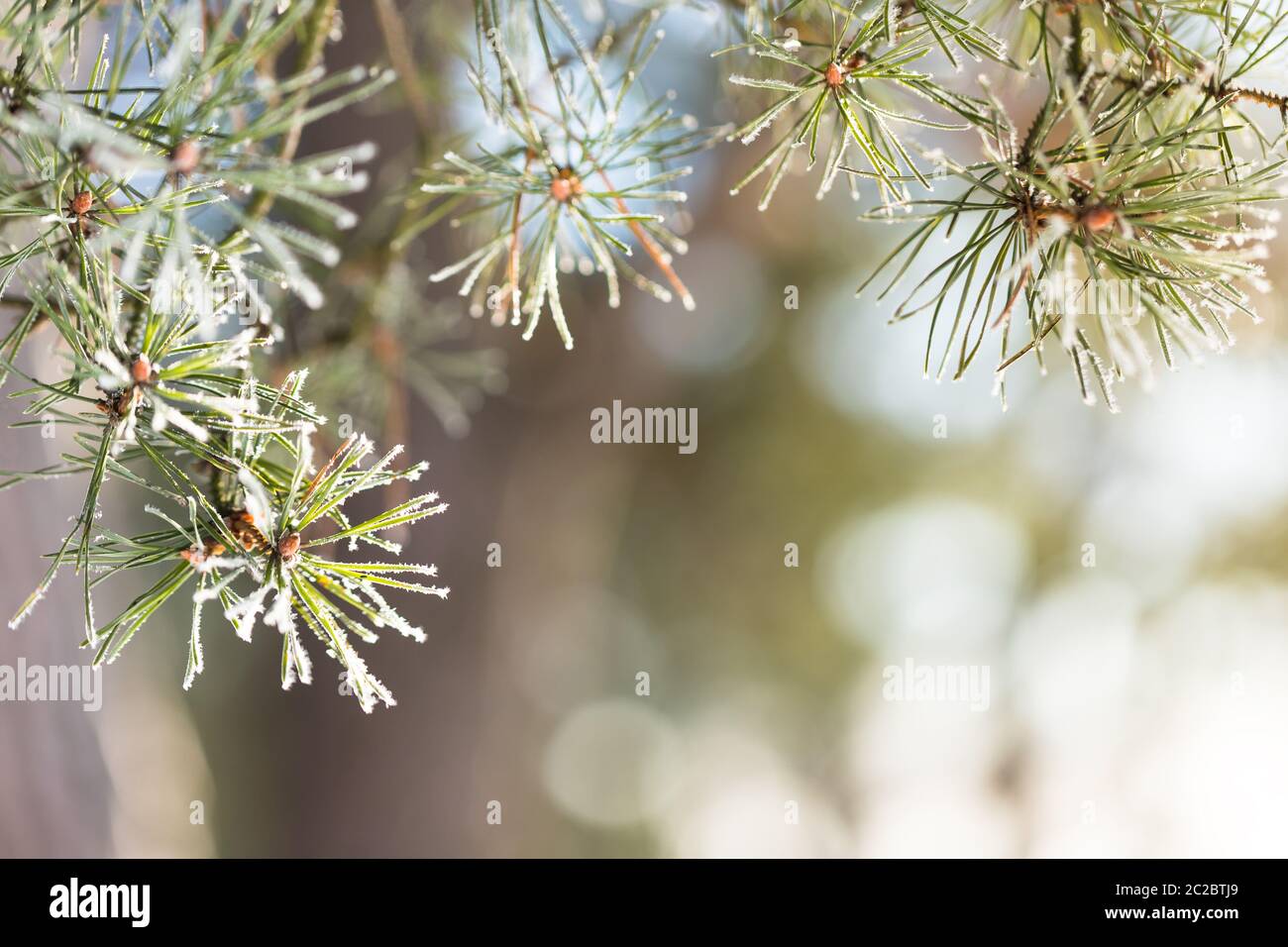 Close up Branch of pine with needles covered with a light layer of ...