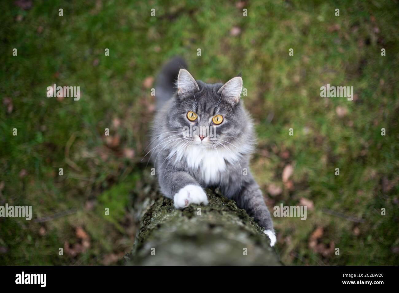 curious blue tabby white maine coon cat climbing up a birch tree
