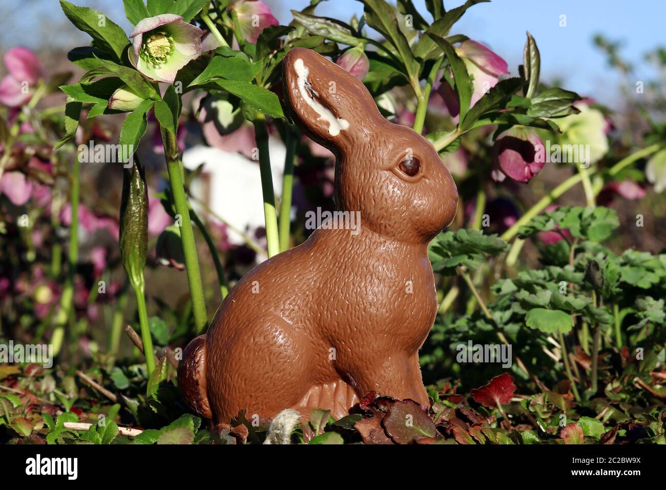 A chocolate Easter bunny in the garden at Easter. A chocolate Easter bunny in front of flowering Christmas roses in spring. Stock Photo