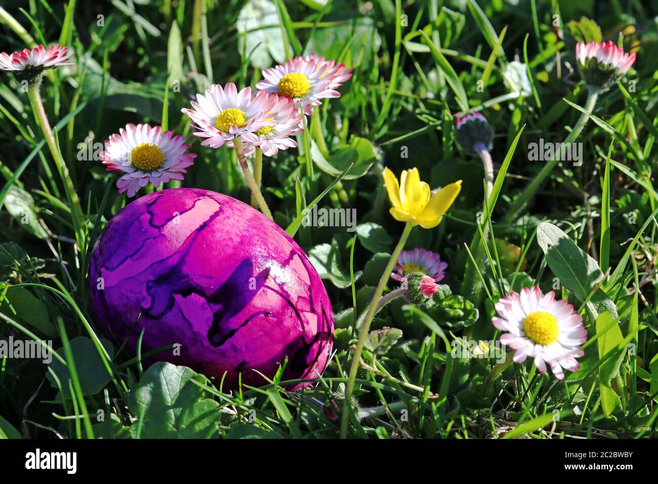 A pink Easter egg between daisies in the meadow. A colorful Easter egg in the grass Stock Photo