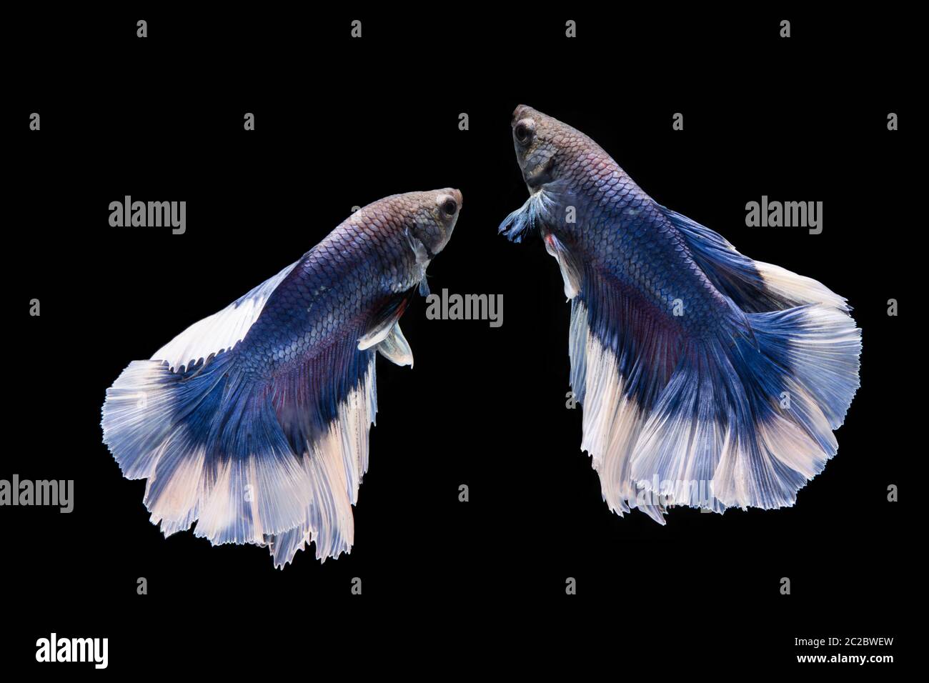 Blue and white betta fish, siamese fighting fish on black