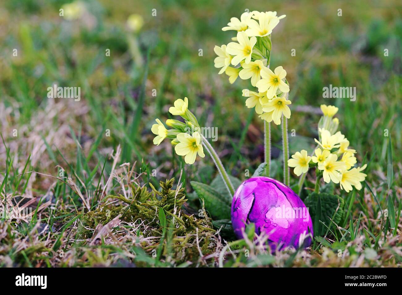 A pink Easter egg between yellow primroses in the meadow. A colorful Easter egg in the grass Stock Photo