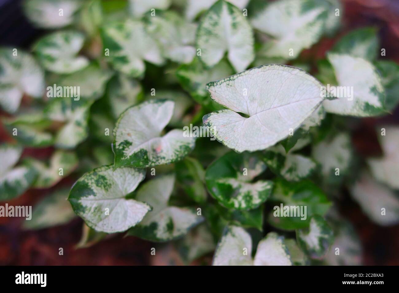 Caladium bicolor (Aiton) Vent flower plant with blurred background - botanical, ecological and environmental concept Stock Photo