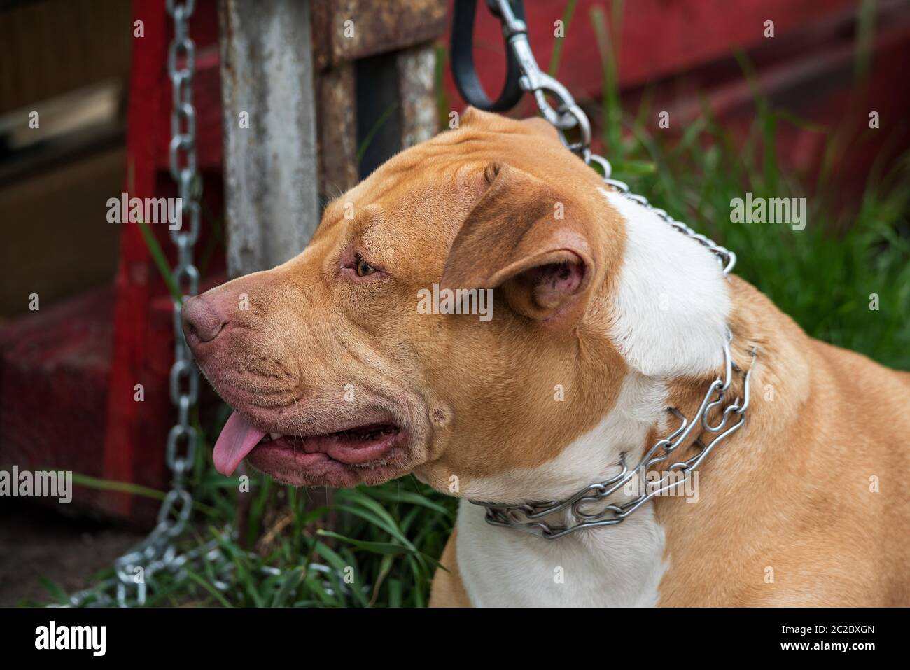 A large brown dog on a chainmail pinned up with a chain. Close up of the animal's head. Stock Photo