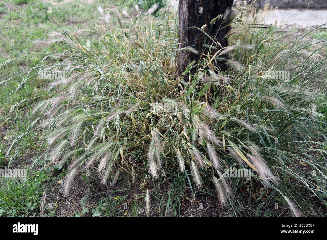 Grass awns in the garden that can be dangerous for dogs. June grass ears. Stock Photo
