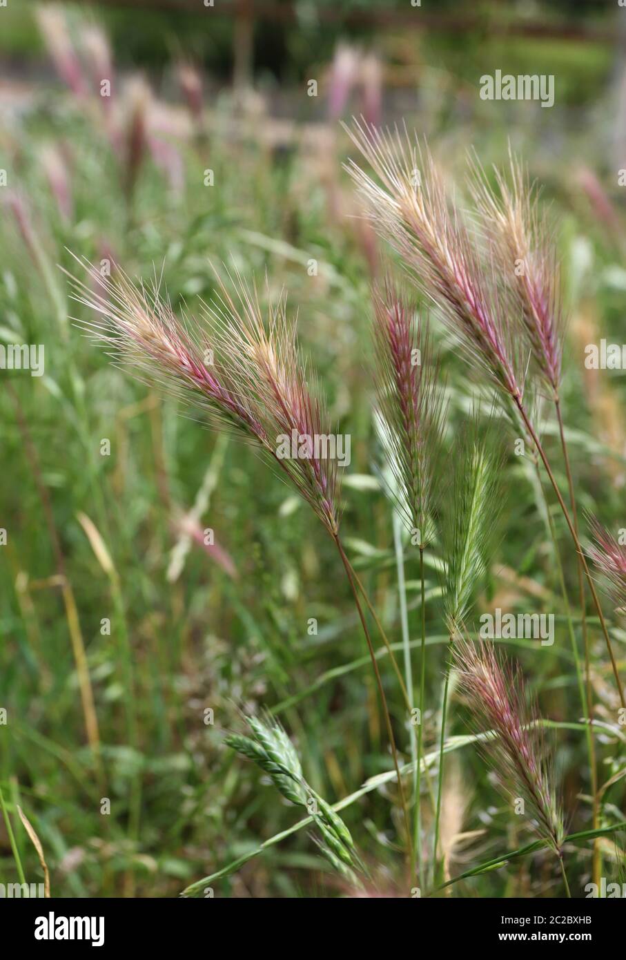 Grass awns that can be dangerous for dogs. June grass ears. vertical Stock Photo