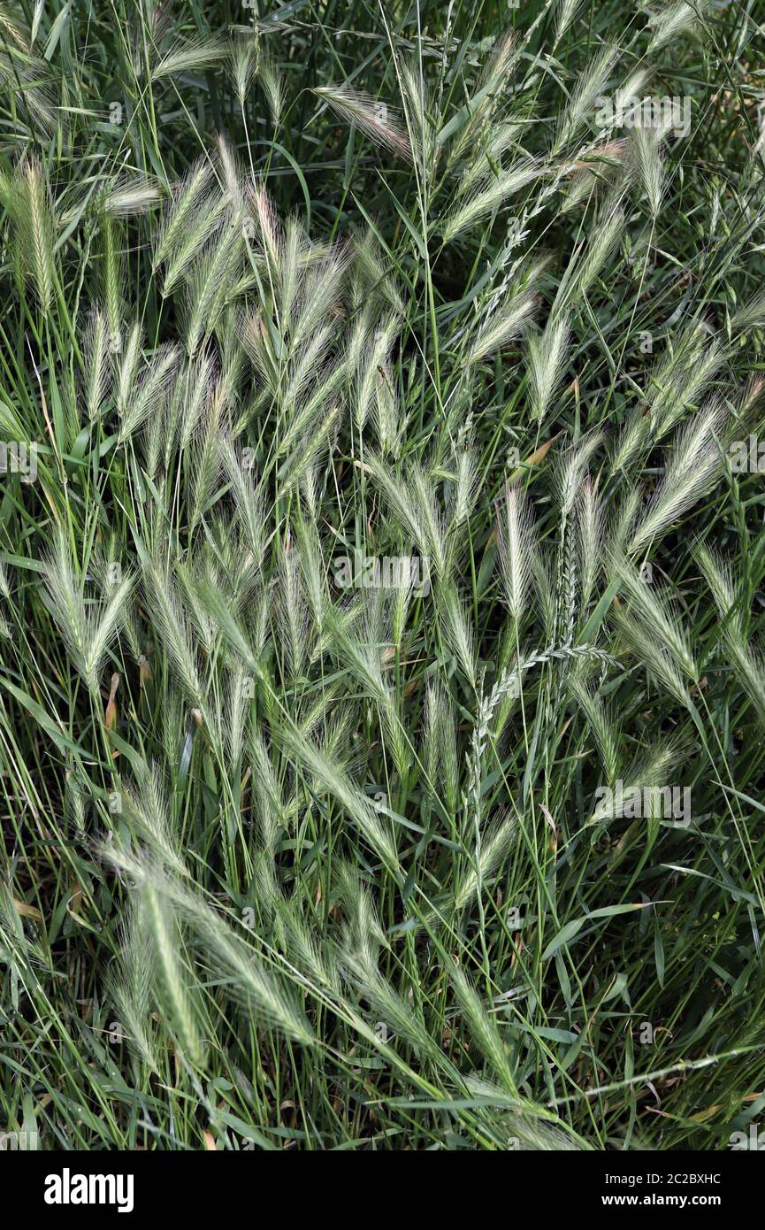 Green grass awns that can be dangerous for dogs. June grass ears. Stock Photo