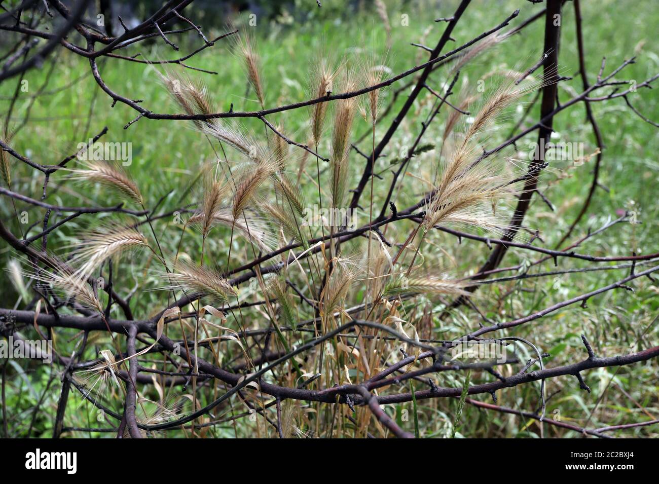 Grass awns that can be dangerous for dogs. June grass ears. Stock Photo