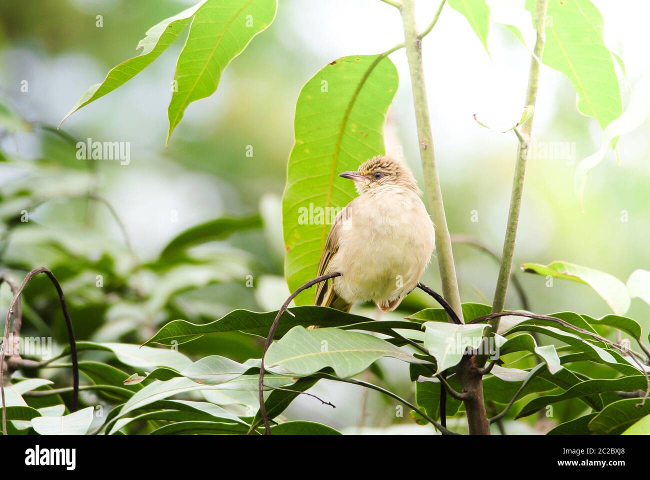 Streak-eared bulbul's standing on branches in the forest. Bird's in the nature background. Stock Photo