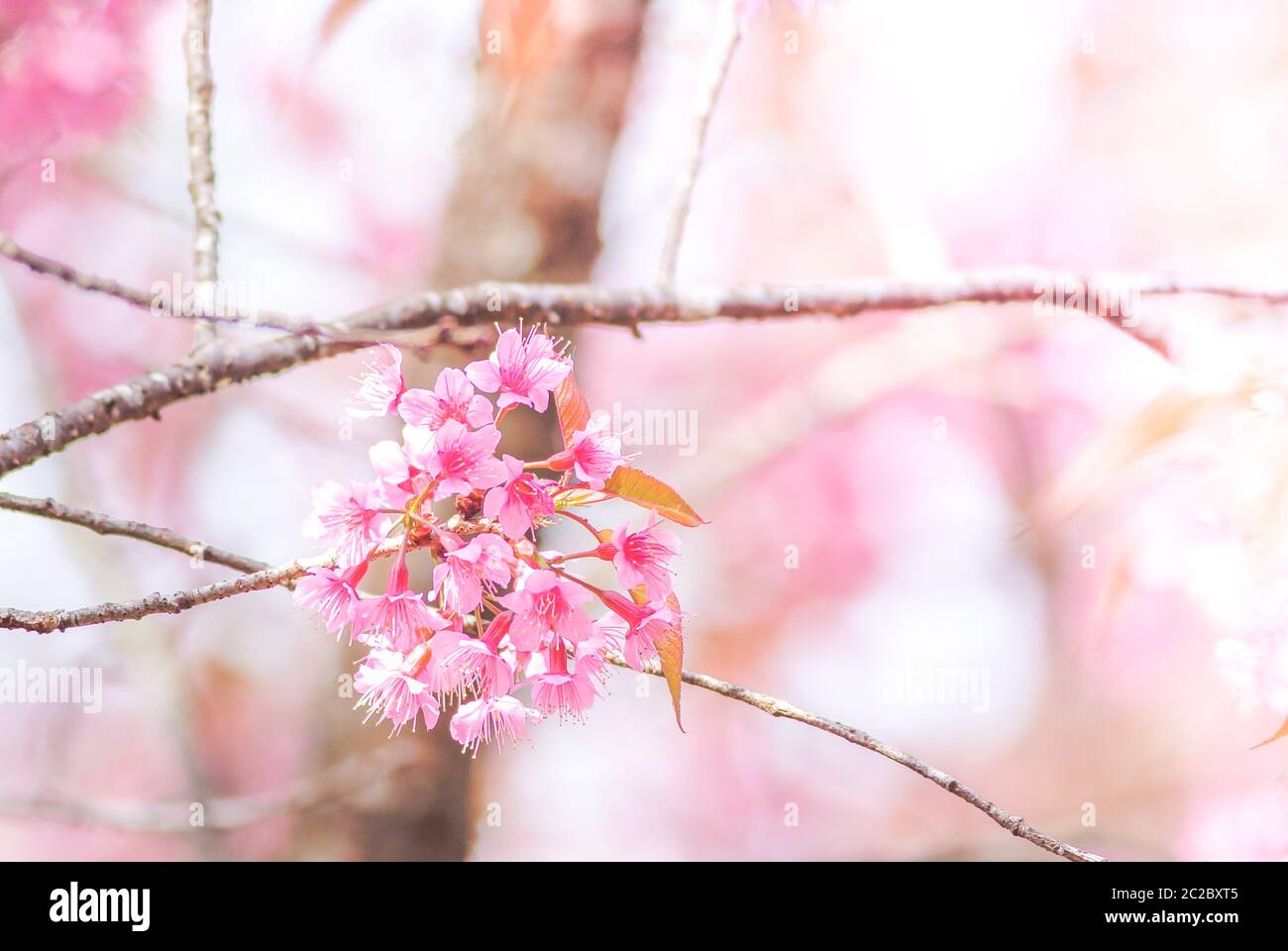 Cherry Blossom in spring with soft focus, unfocused blurred spring cherry bloom, bokeh flower backgr Stock Photo