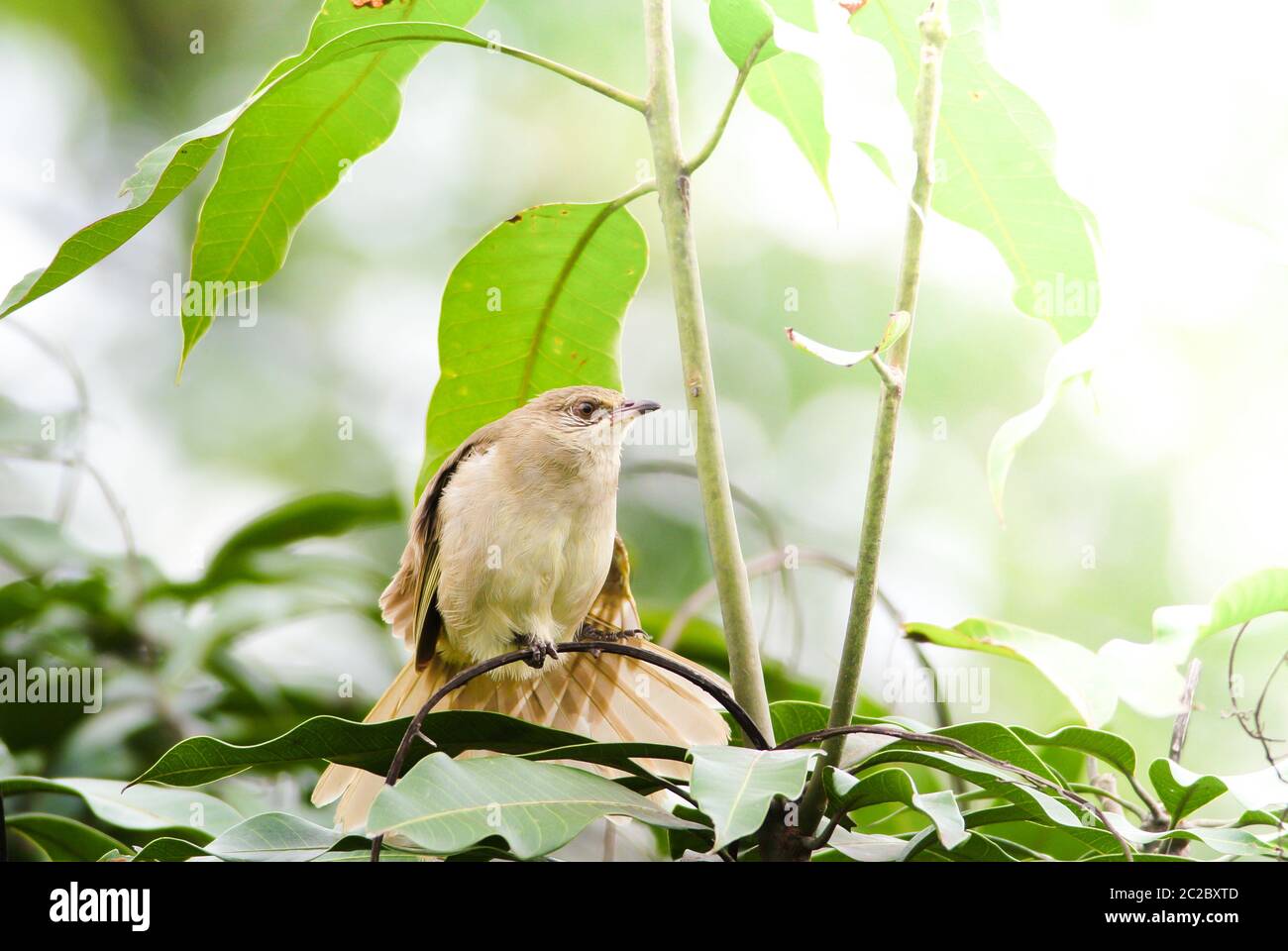 Streak-eared bulbul's standing on branches in the forest. Bird's in the nature background. Stock Photo