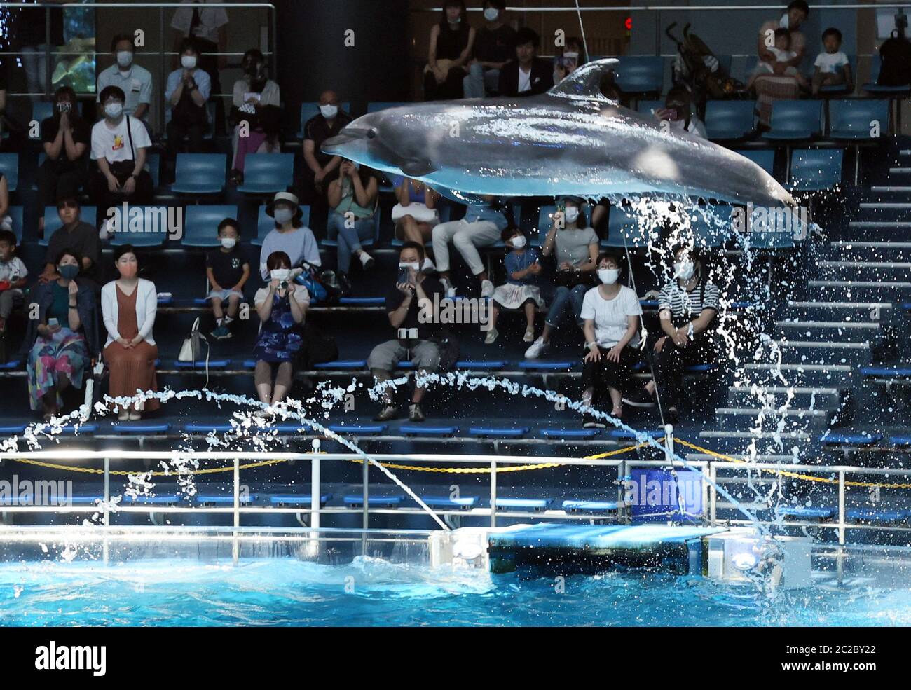 Tokyo, Japan. 17th June, 2020. A dolphin leaps in the air to attract ...