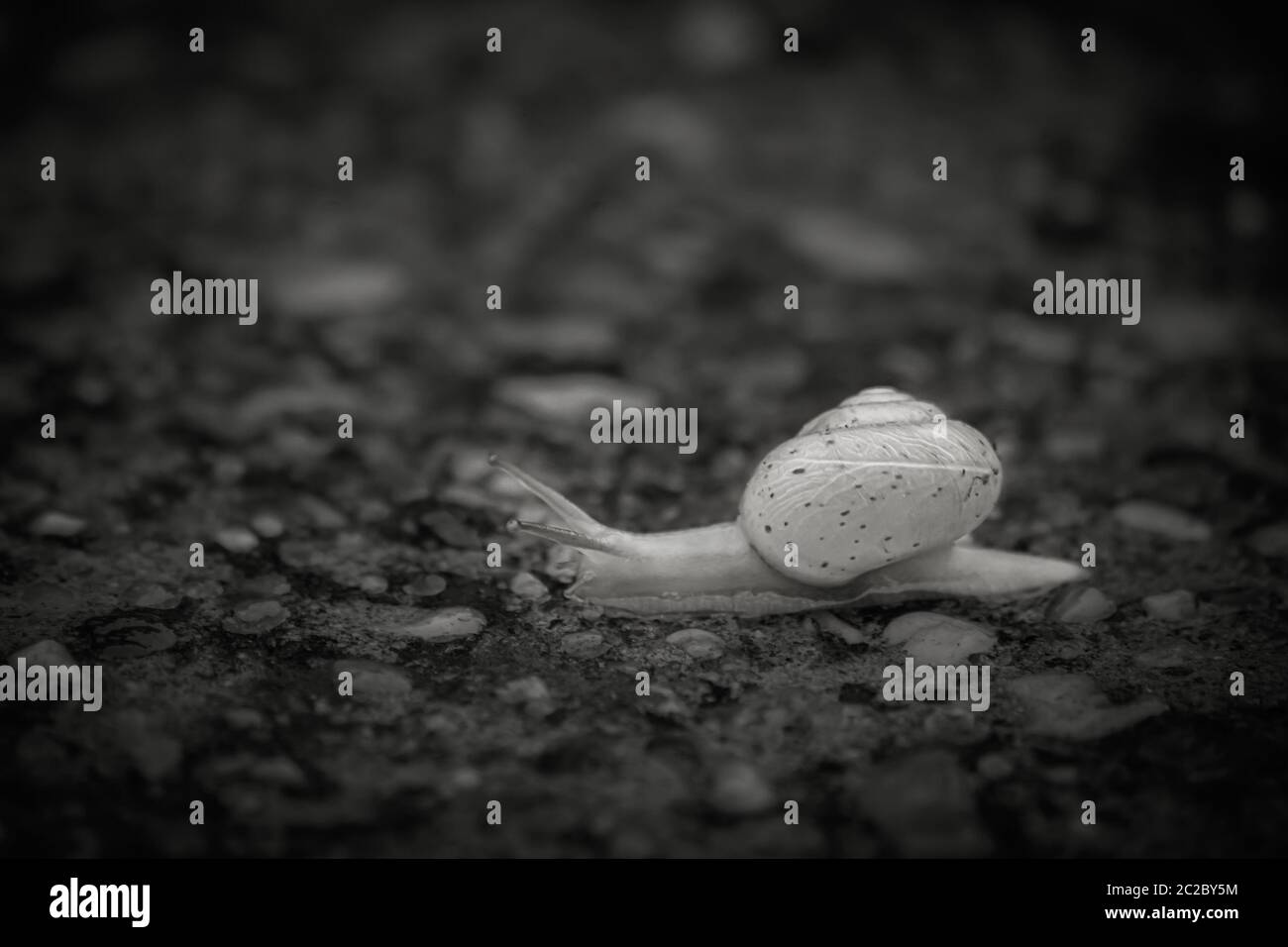 Snail walking in black and white Stock Photo - Alamy