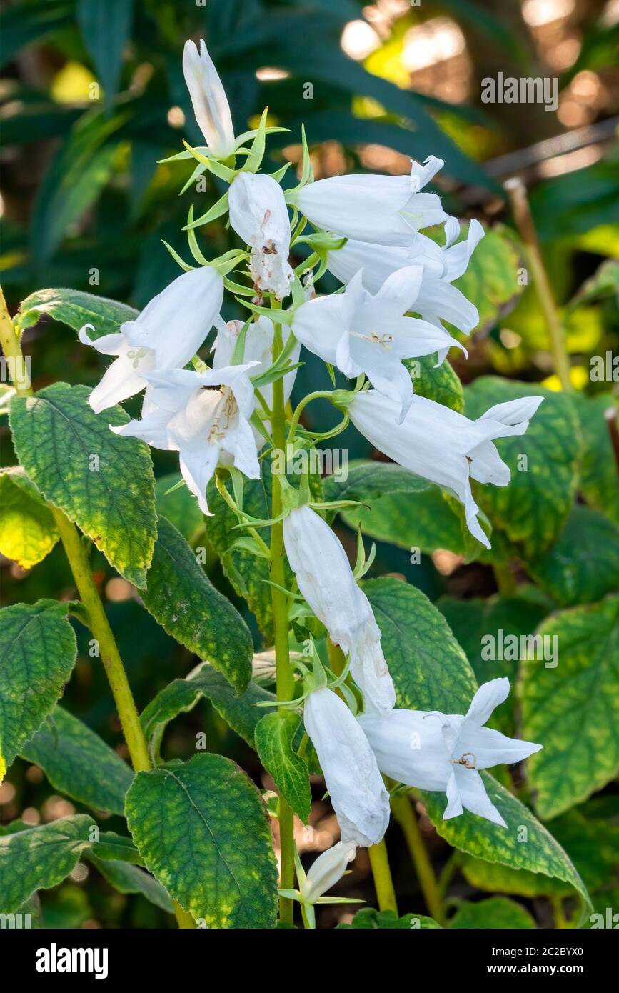 Campanula latifolia var macrantha 'Alba' a white summer autumn flower plant commonly known as bellflower Stock Photo