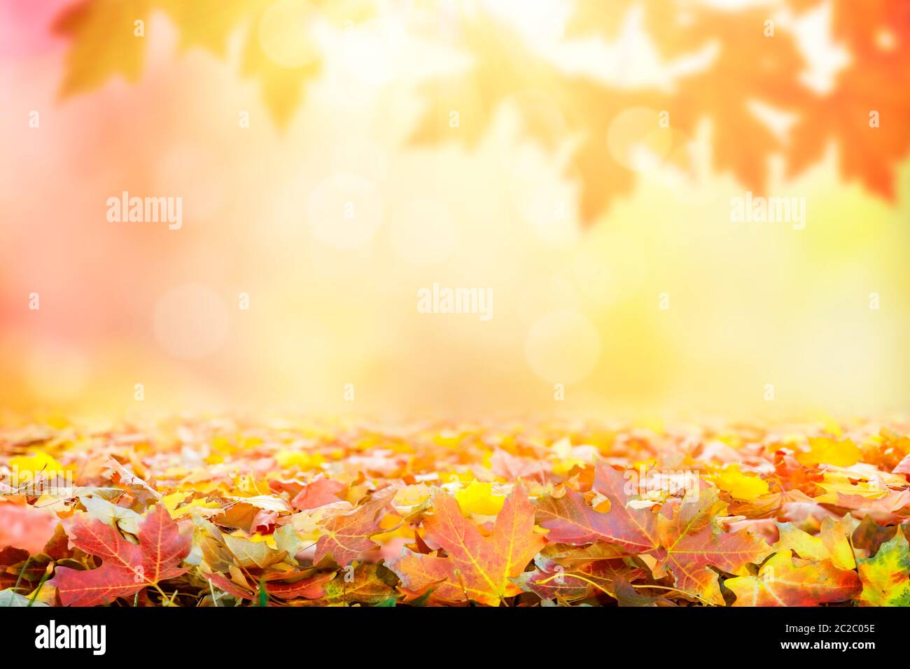 Autumn fall golden tree hi-res stock photography and images - Alamy