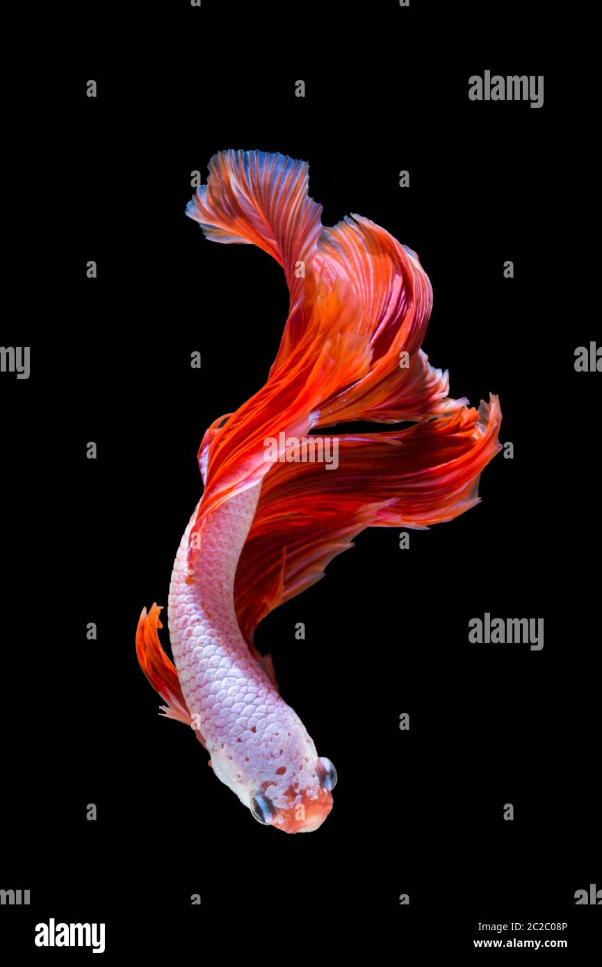 Pink and red betta fish, siamese fighting fish on black background Stock Photo