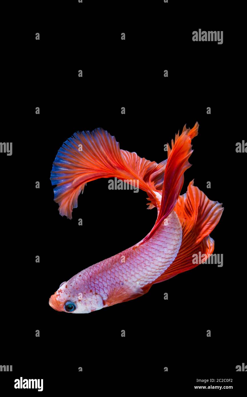 Pink and red betta fish, siamese fighting fish on black background Stock Photo