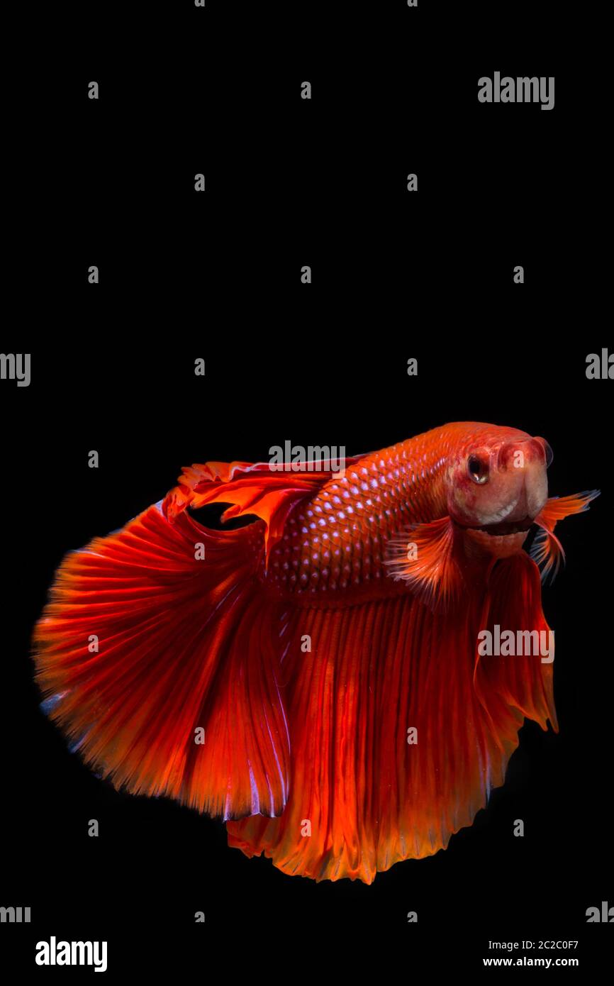 Red betta fish, siamese fighting fish on black background Stock Photo