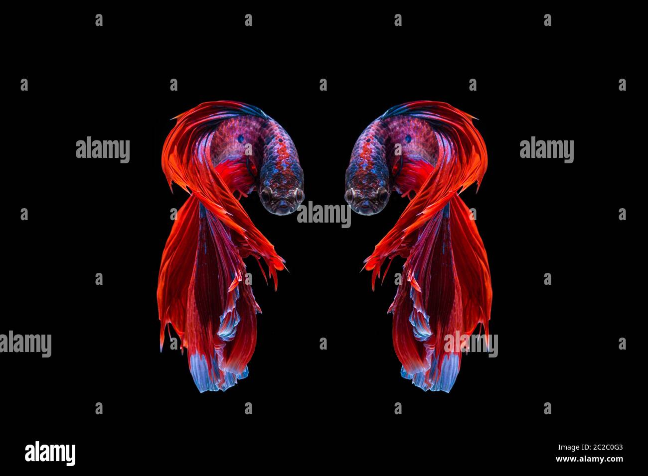 Red and blue betta fish, siamese fighting fish on black background Stock Photo