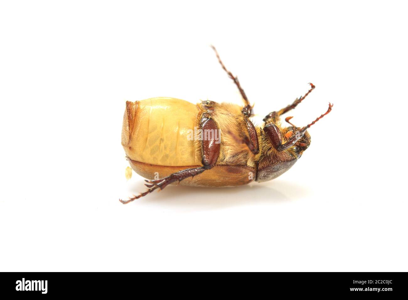 Cockchafer or  May bug on white background Stock Photo