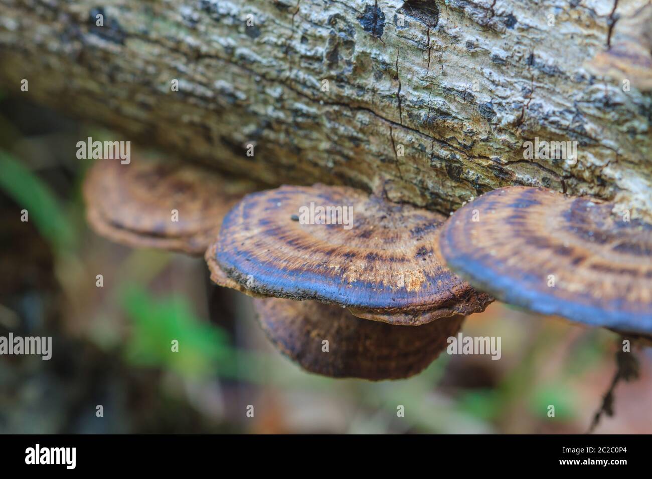 close up mushroom in deep forest, mushrooms growing on a live tree in the forest Stock Photo